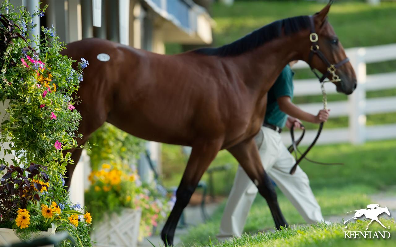 List of Synonyms and Antonyms of the Word: racehorse wallpaper