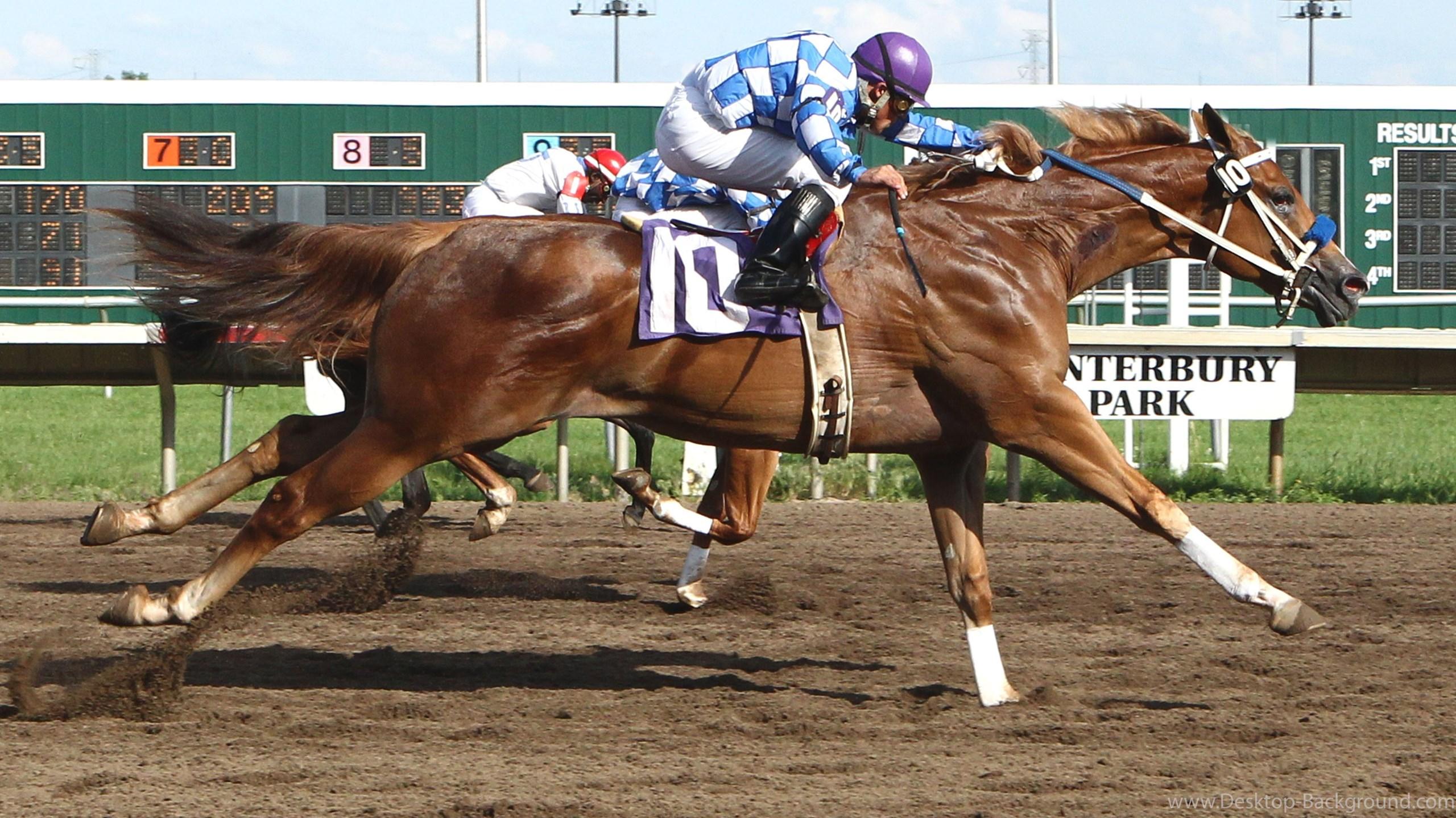 HORSE RACING Race Equestrian Sport Jockey Horses Wallpaper