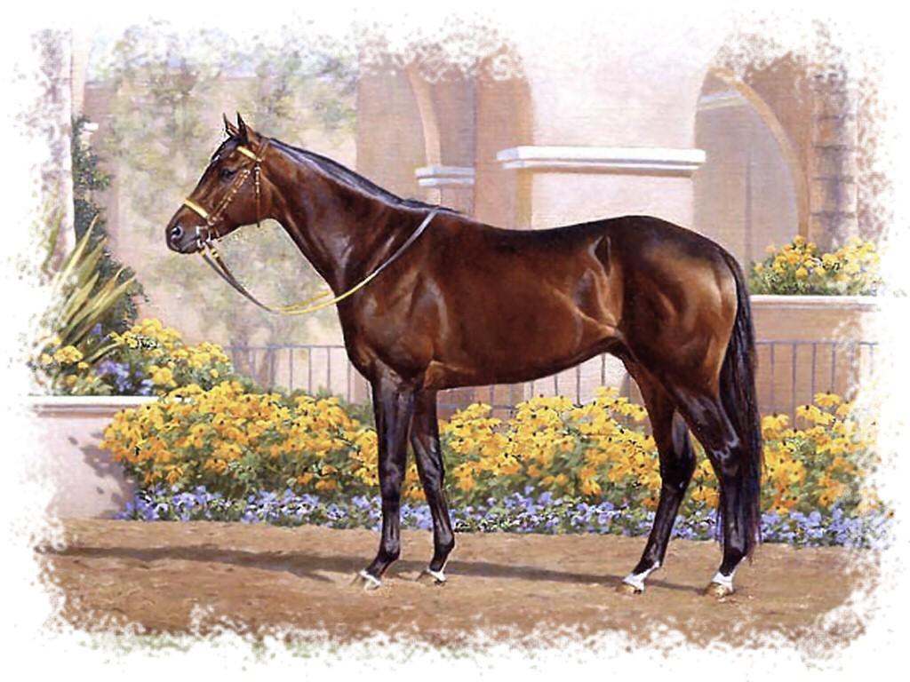 Wallpaper Tagged With Thorobred: Came Home Thorobred Picavet