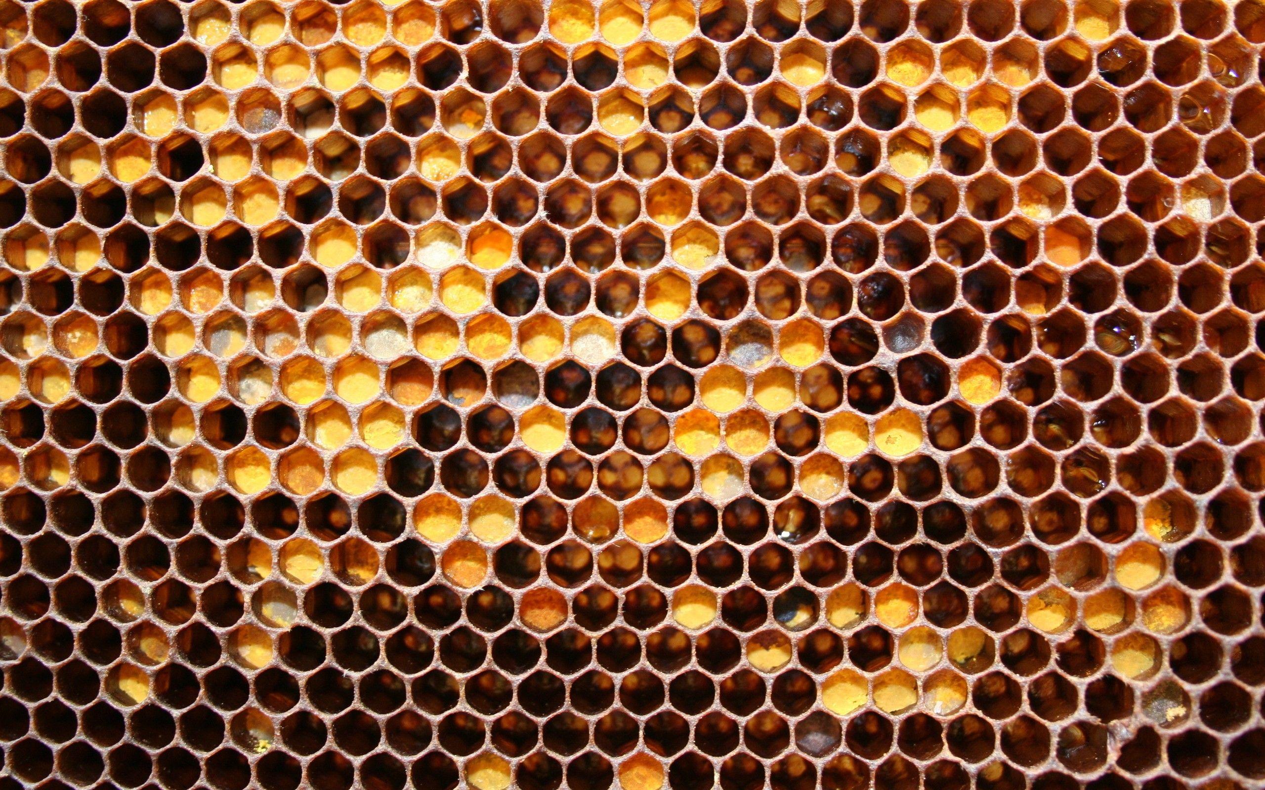 Art. Honeycomb wallpaper, Bee honeycomb, Honeycomb