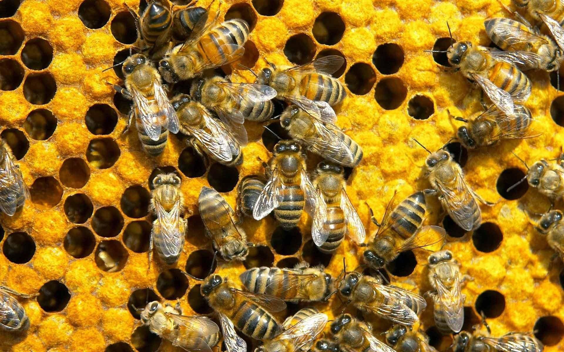 Bee Wallpaper 11 X 1200