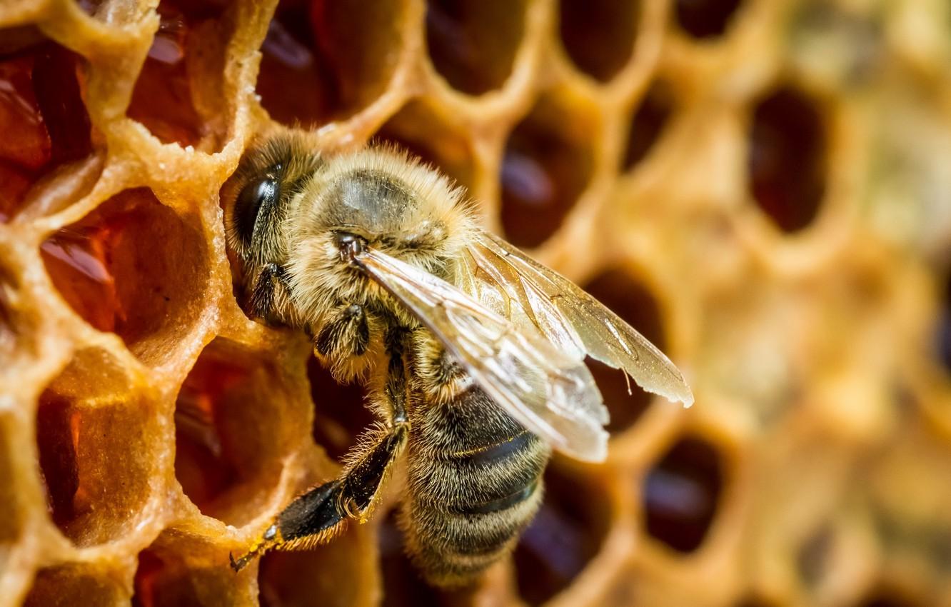 Wallpaper macro, honey, Bee in a beehive image for desktop, section