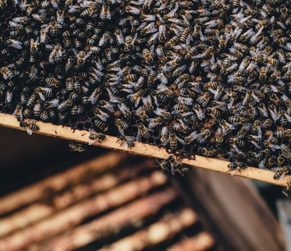 Beehive Picture [HQ]. Download Free Image