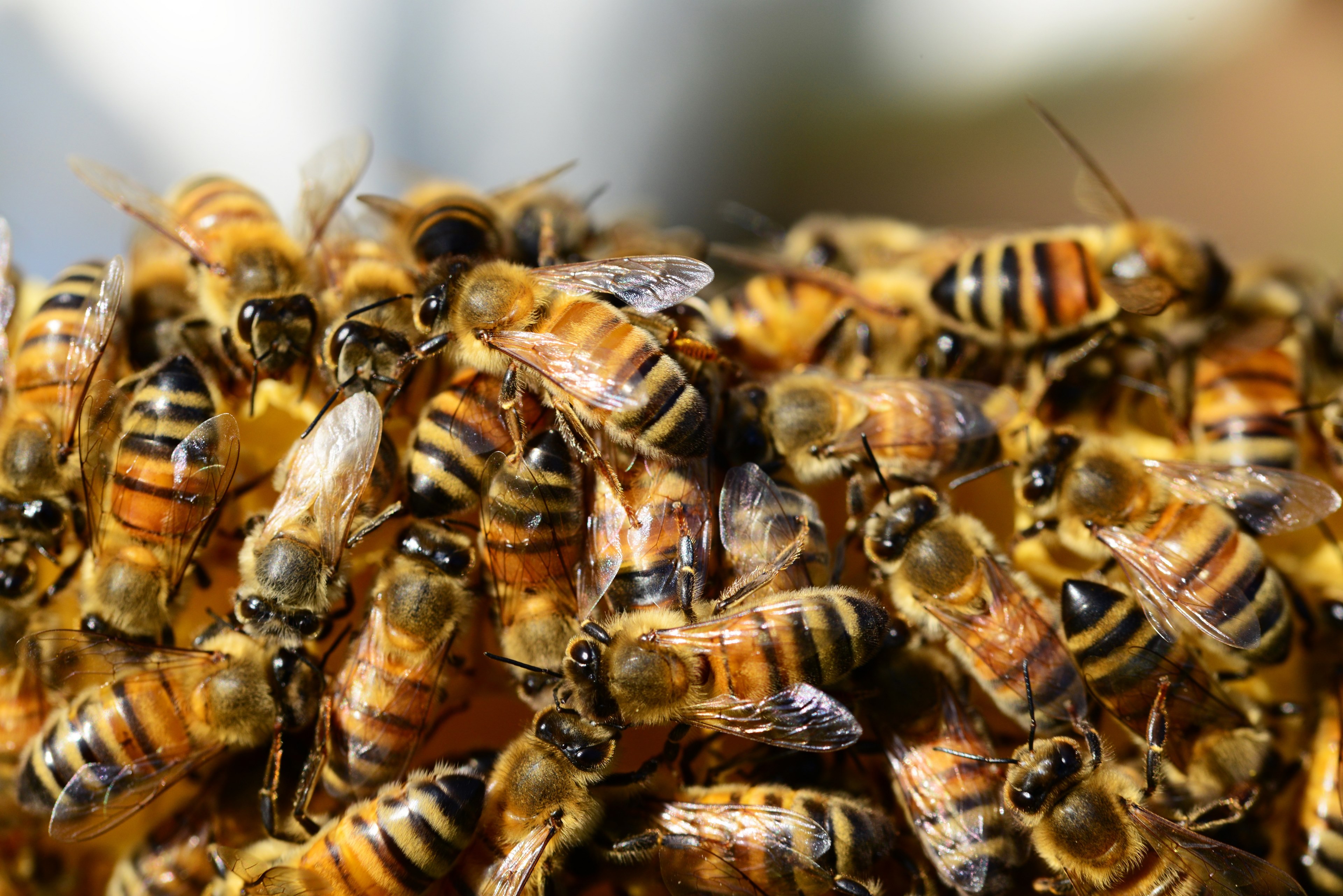 honey bees #beehive #honey #bees #swarm of bees 4k wallpaper