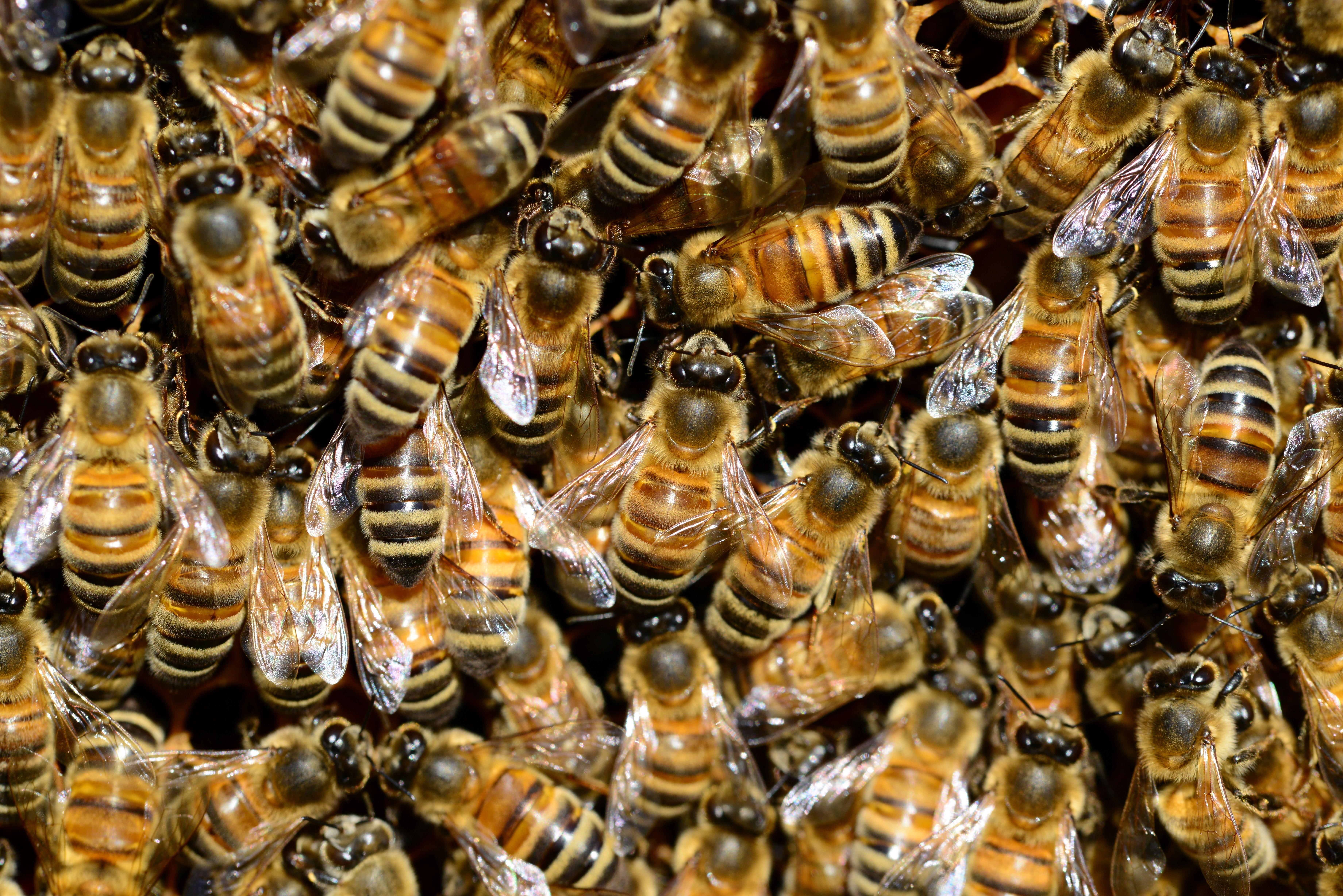 Amazing Beehive Photo