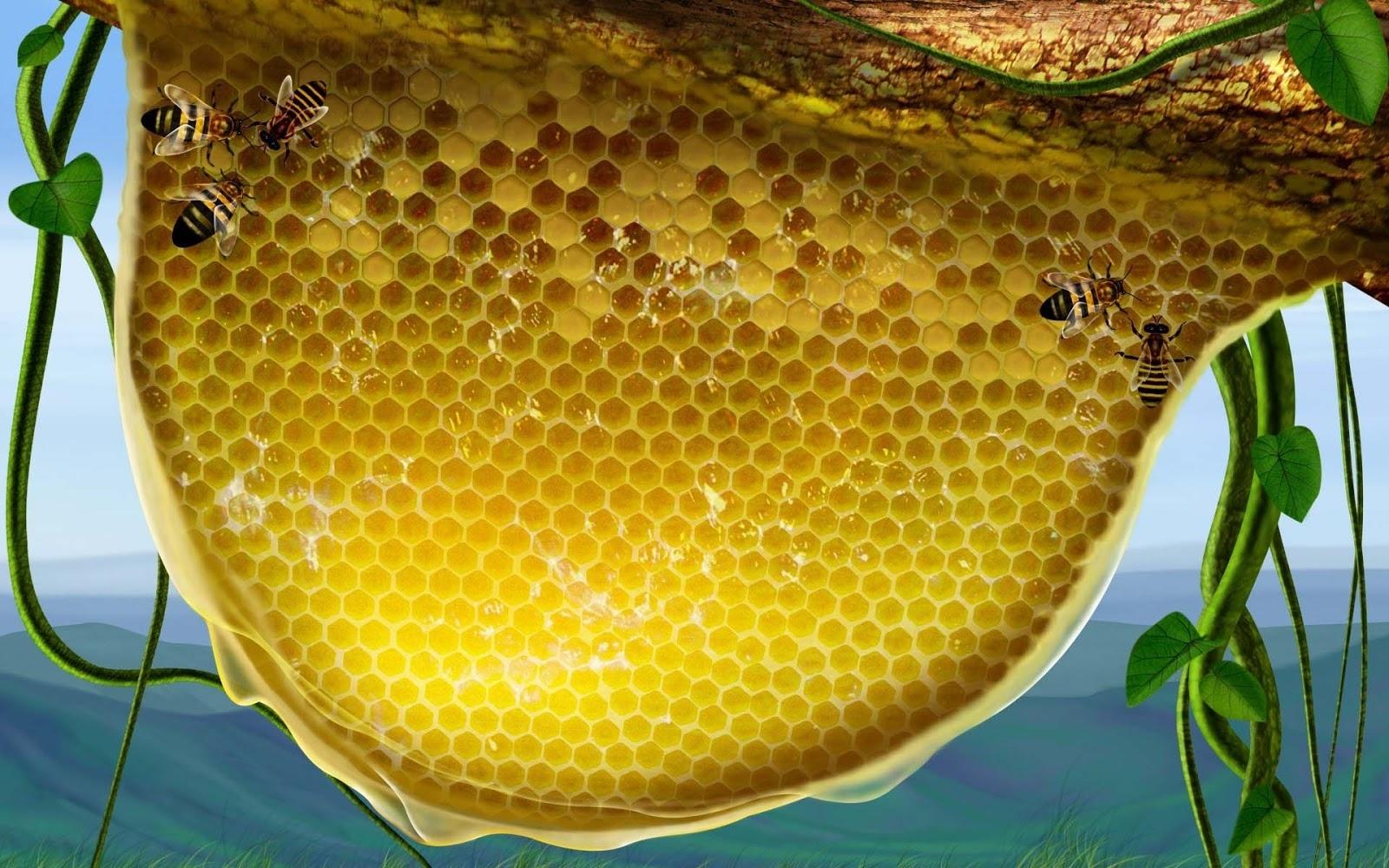 Download Best Little Honey Bee Wallpaper