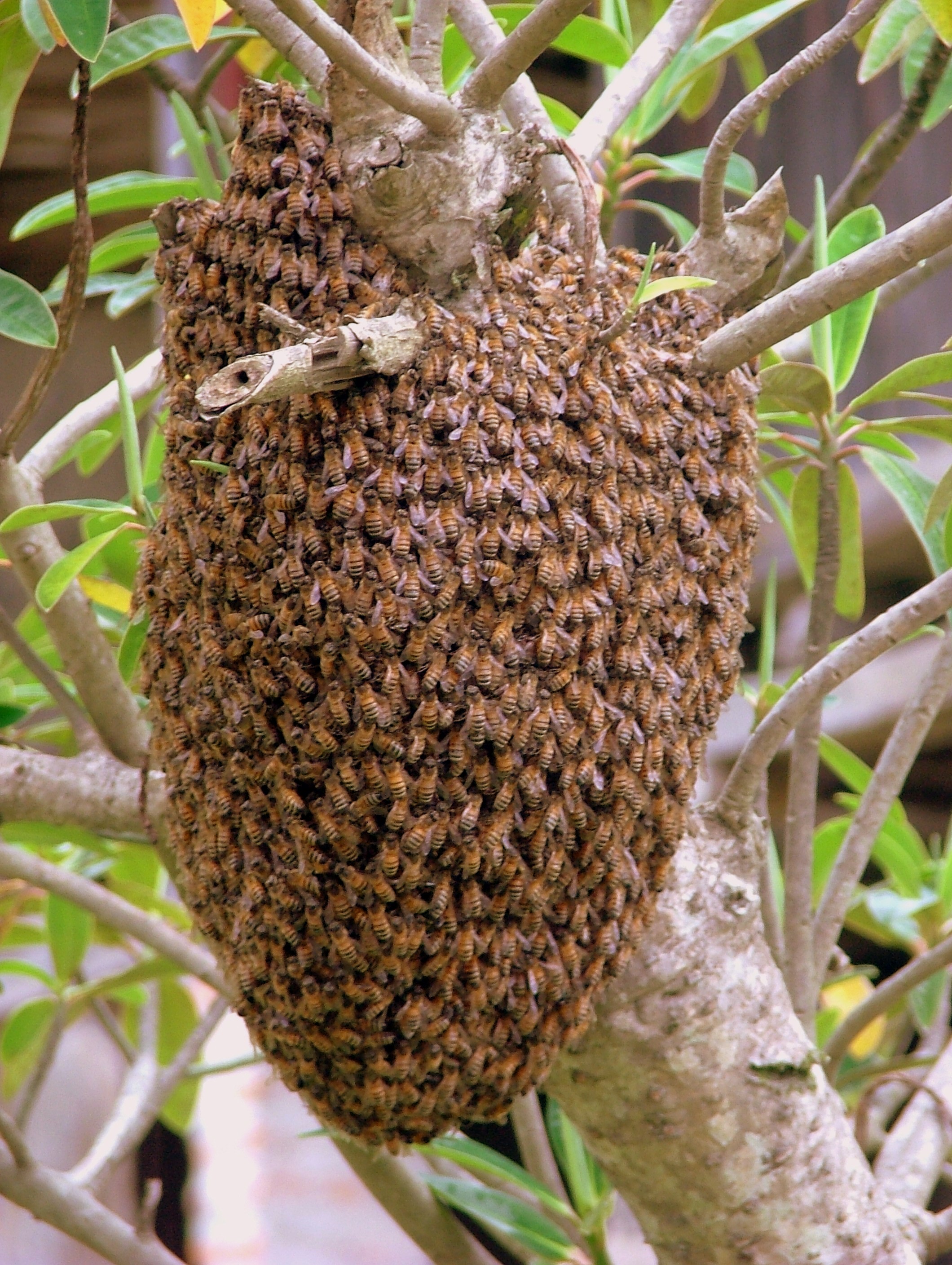Beehive Wallpapers Wallpaper Cave