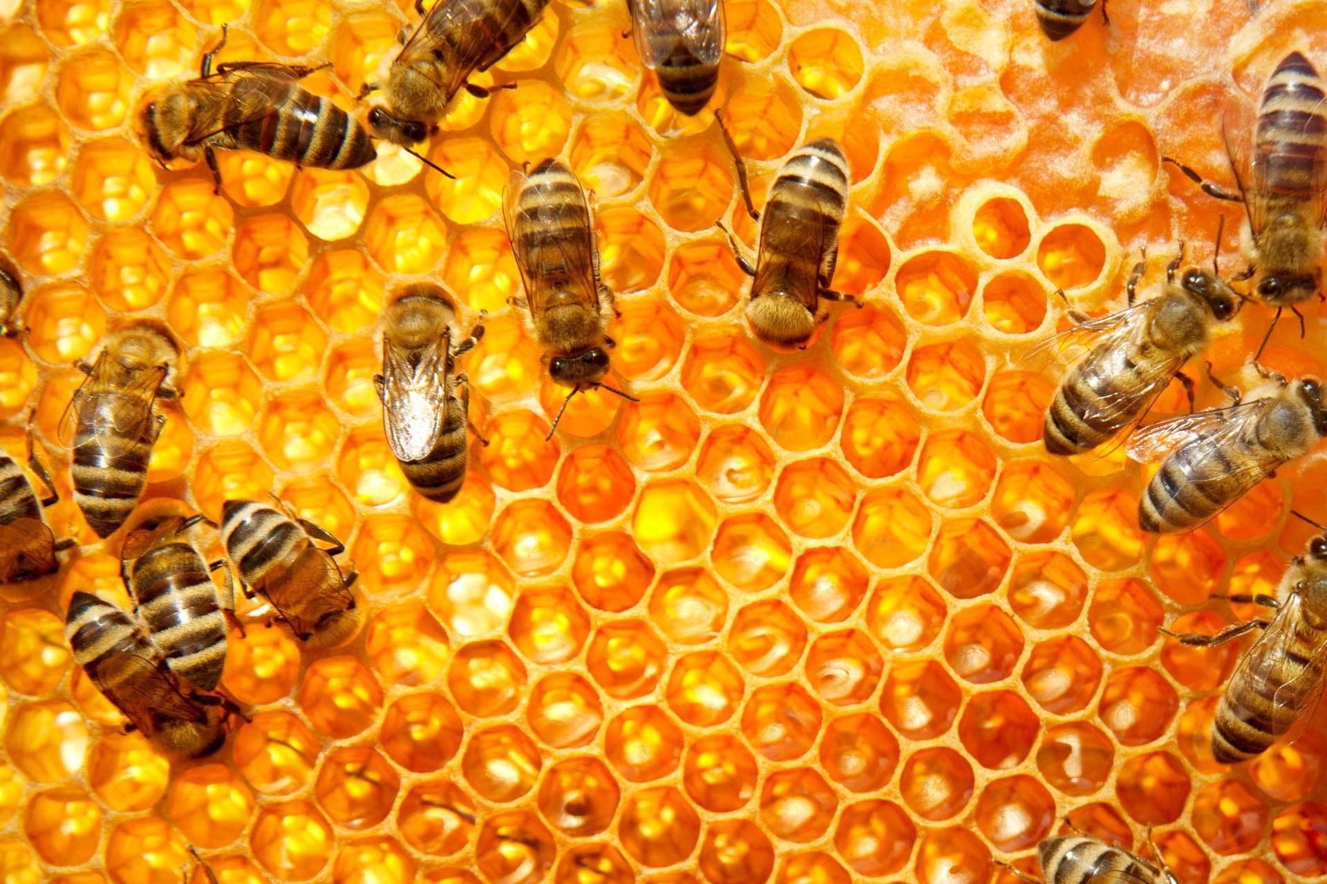 Bee Collecting Honey Wallpaper