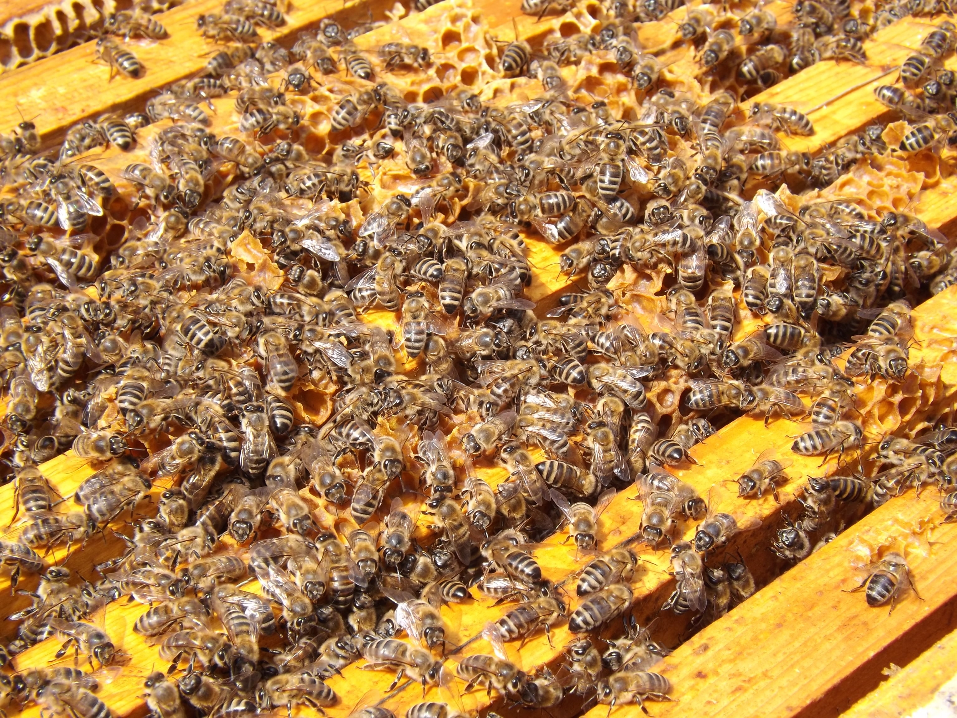 Beekeeping, Busy, Honey, Beehive, Bees, beehive, bee free image