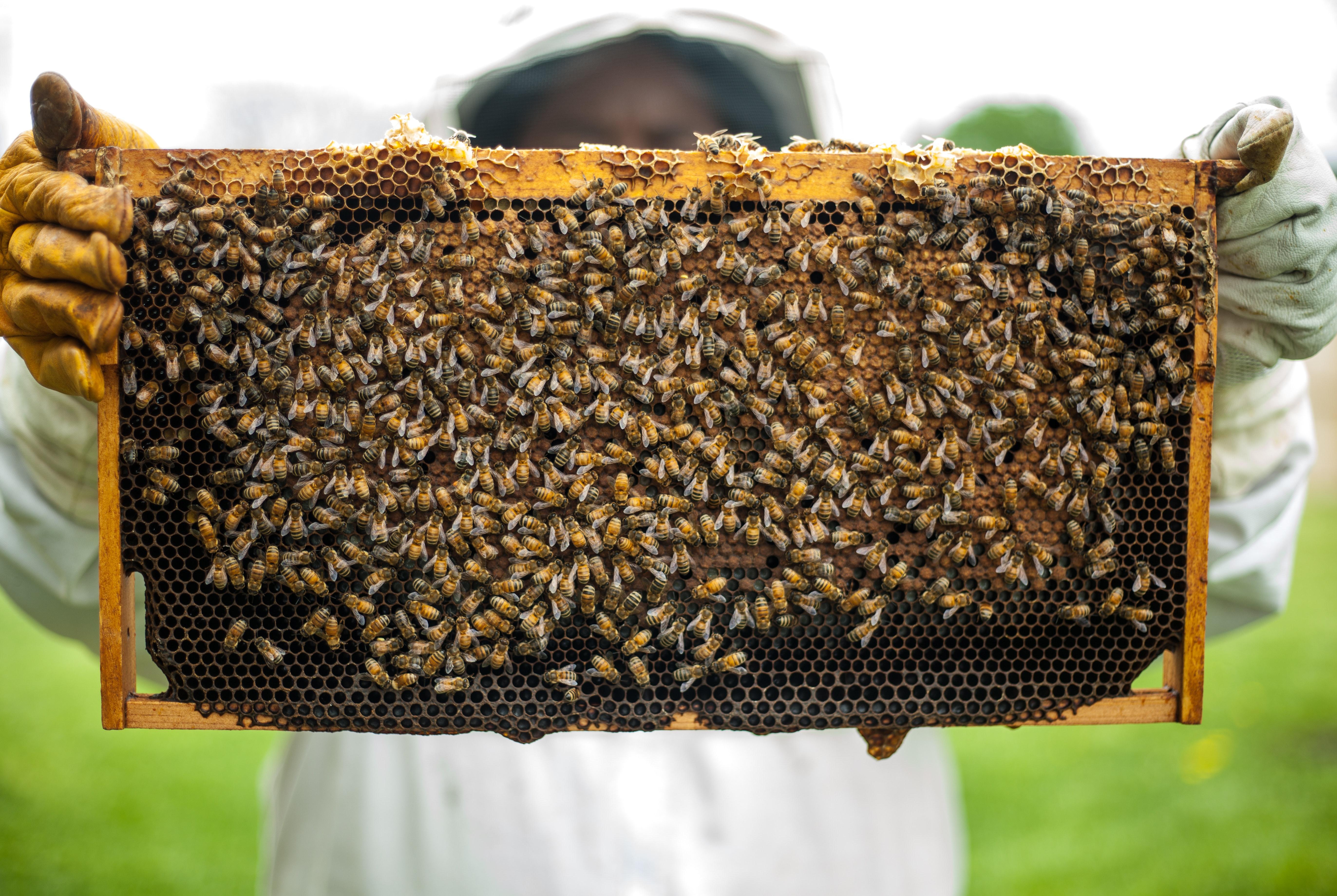 Amazing Beehive Photo