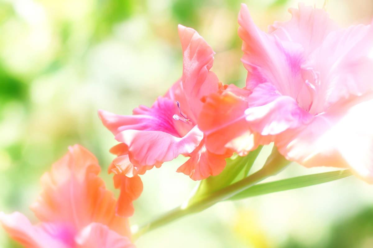 Pink And Yellow Gladiolus Wallpapers Wallpaper Cave