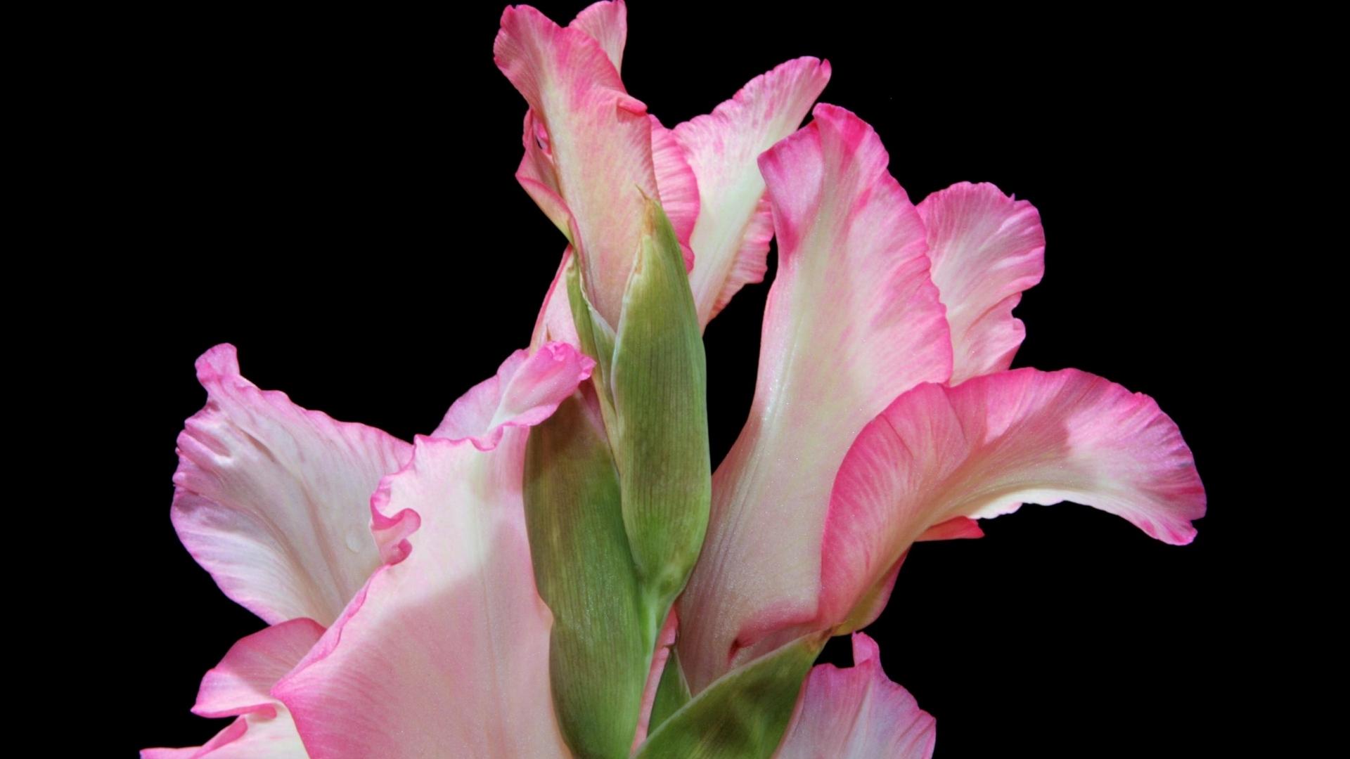 Download wallpaper 1920x1080 gladiolus, flower, close up, black