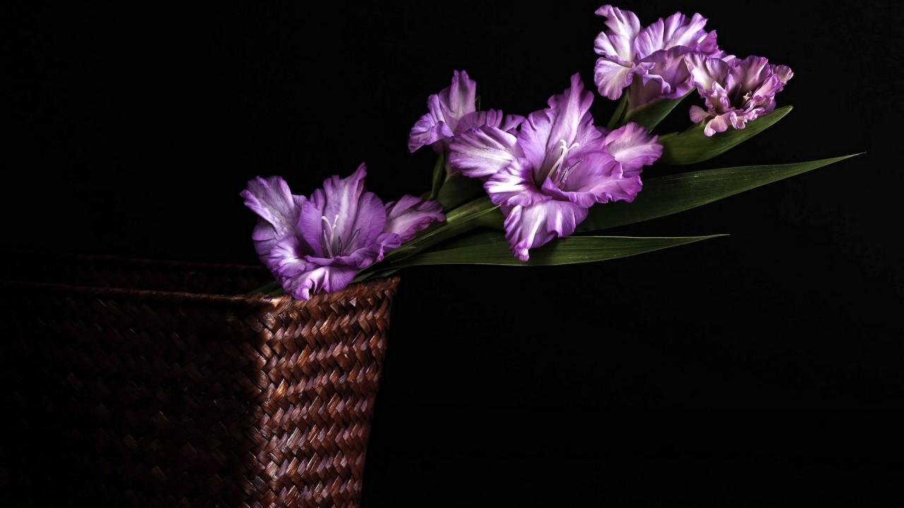 Purple Gladiolus wallpaper. Purple Gladiolus