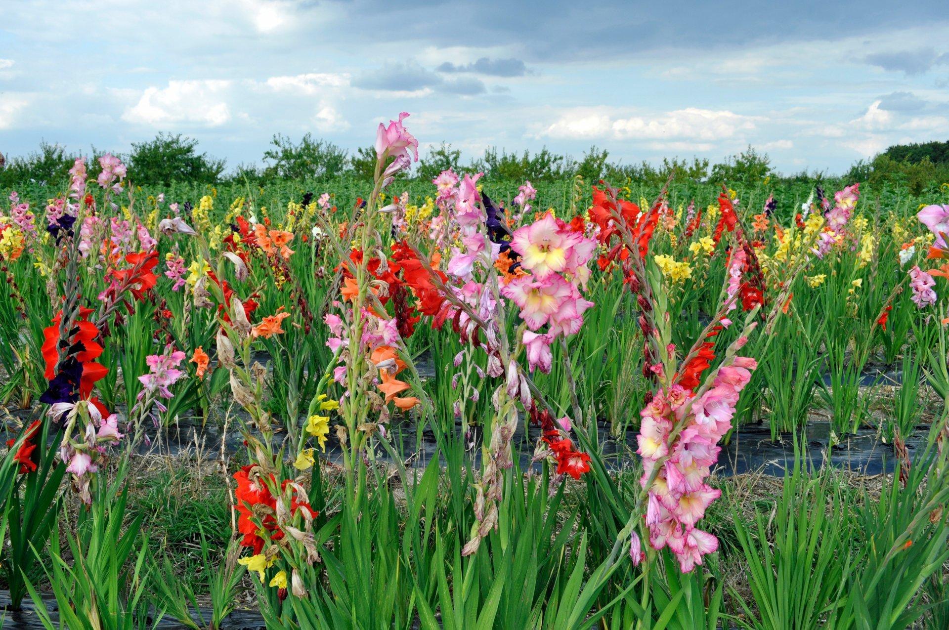 sky clouds flower plantation gladiolus HD wallpaper