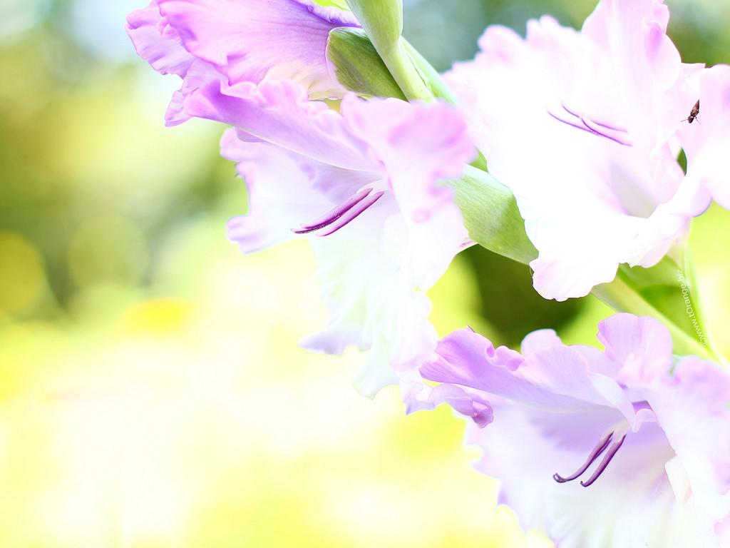 Gladiolus Flower 1600x1200 Desktop Wallpaper. HD Desktop W
