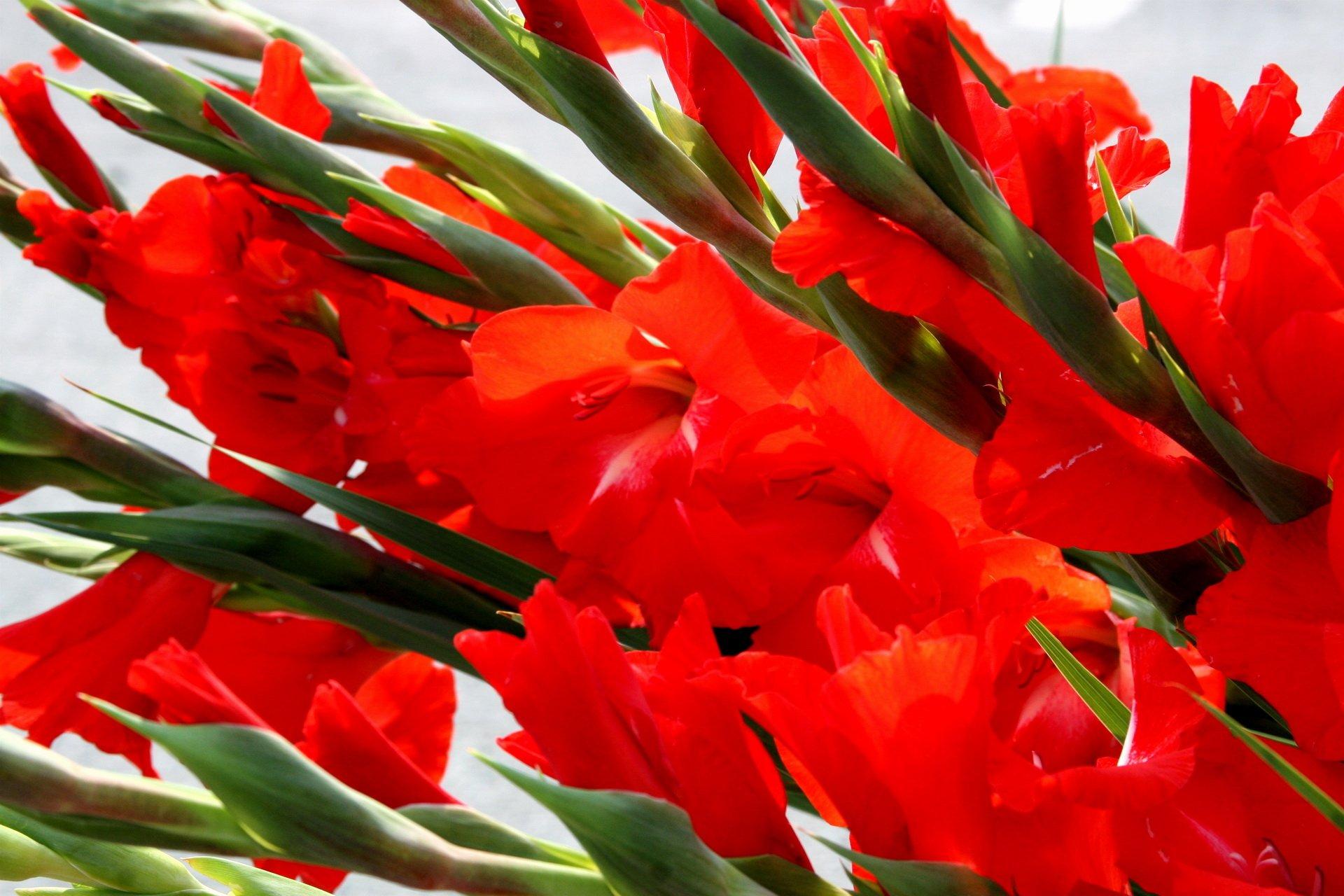 Gladiolus are flowering plants in the iris family. HD Wallpaper