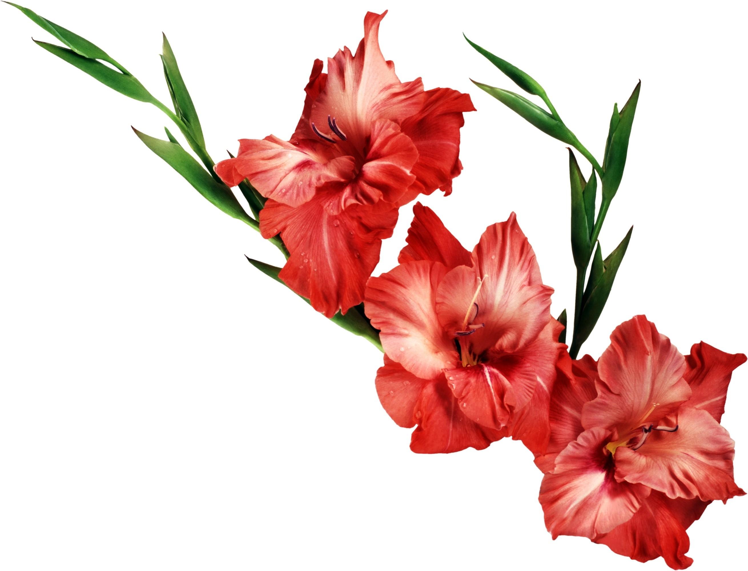 Gladiolus, Flower, Red, Leaves wallpaper and background
