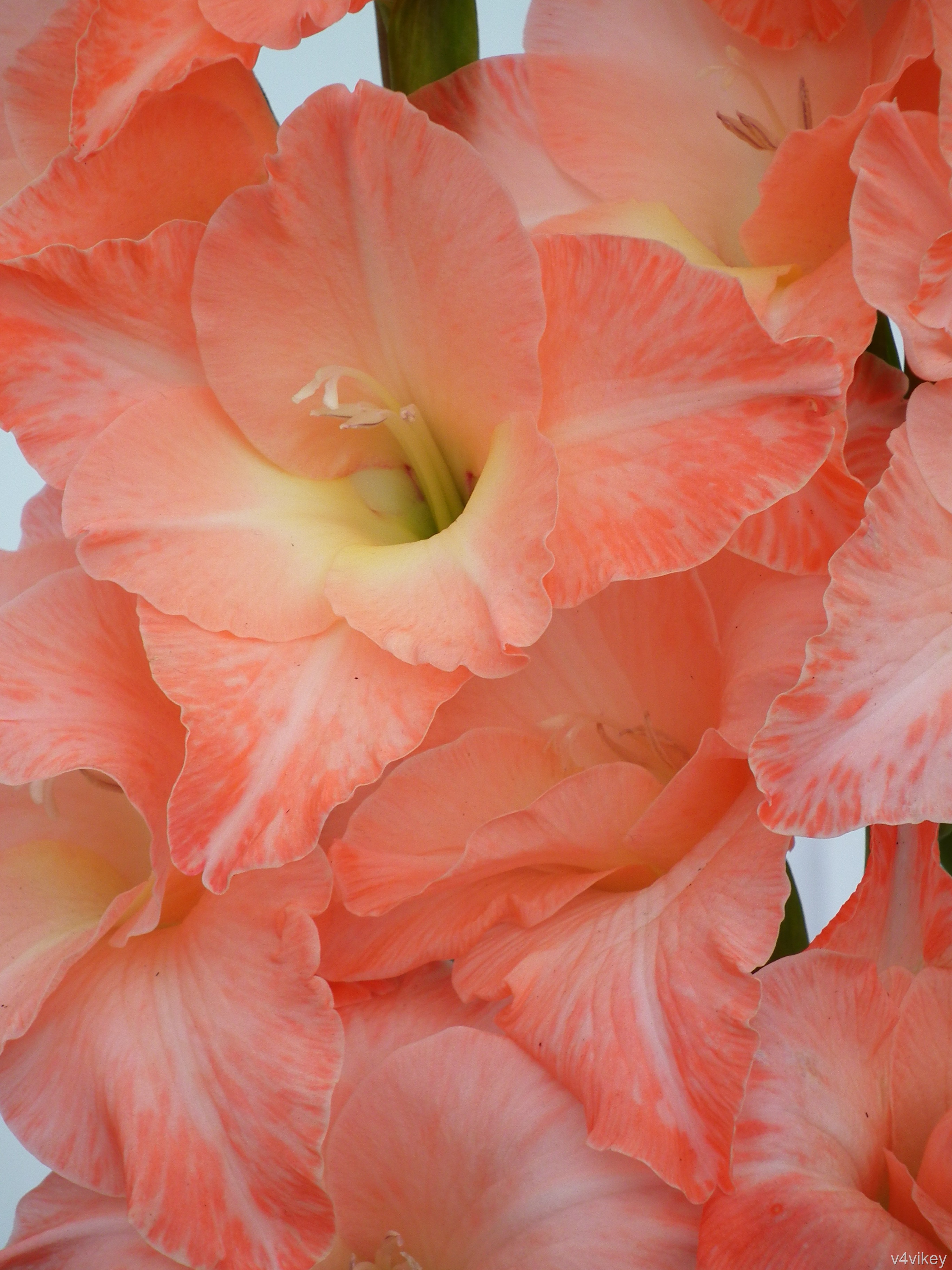 Peach Gladiolus flower « Wallpaper Tadka