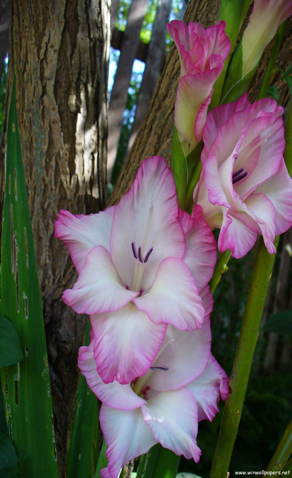 Gladiolus Wallpapers - Wallpaper Cave