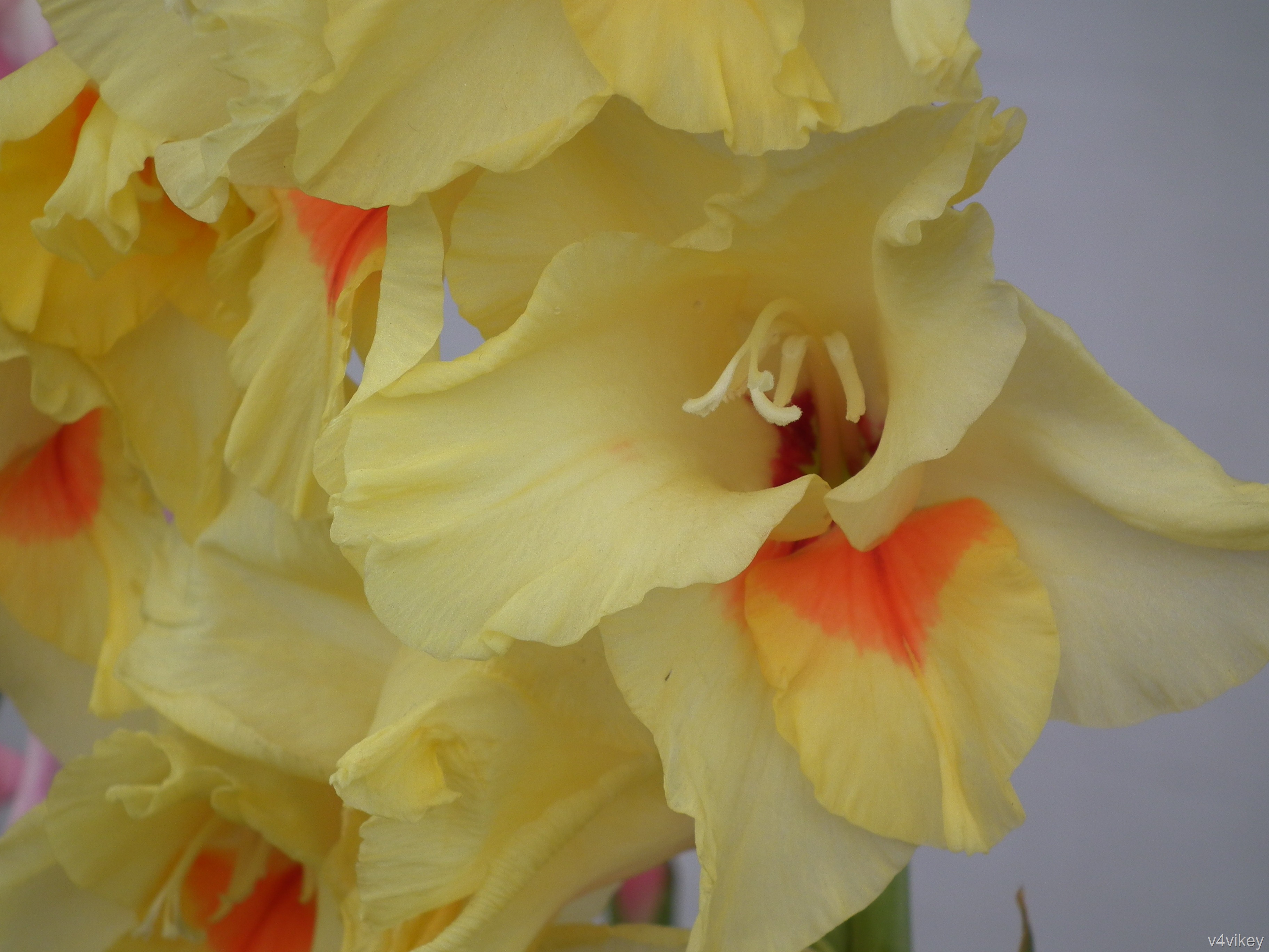 THE MEANING & SYMBOLISM OF GLADIOLUS « Wallpaper Tadka