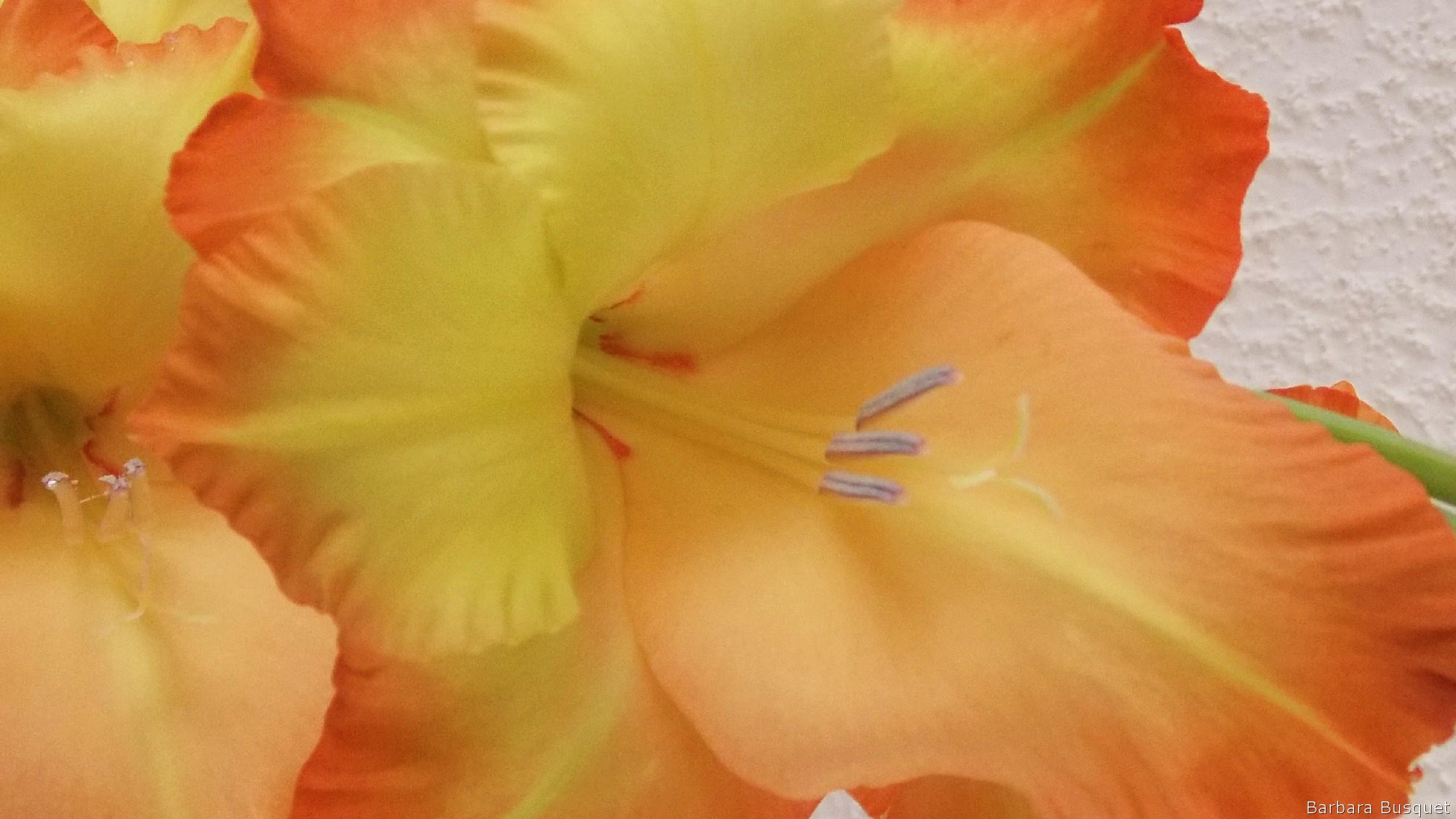 Gladiolus flowers HD Wallpaper