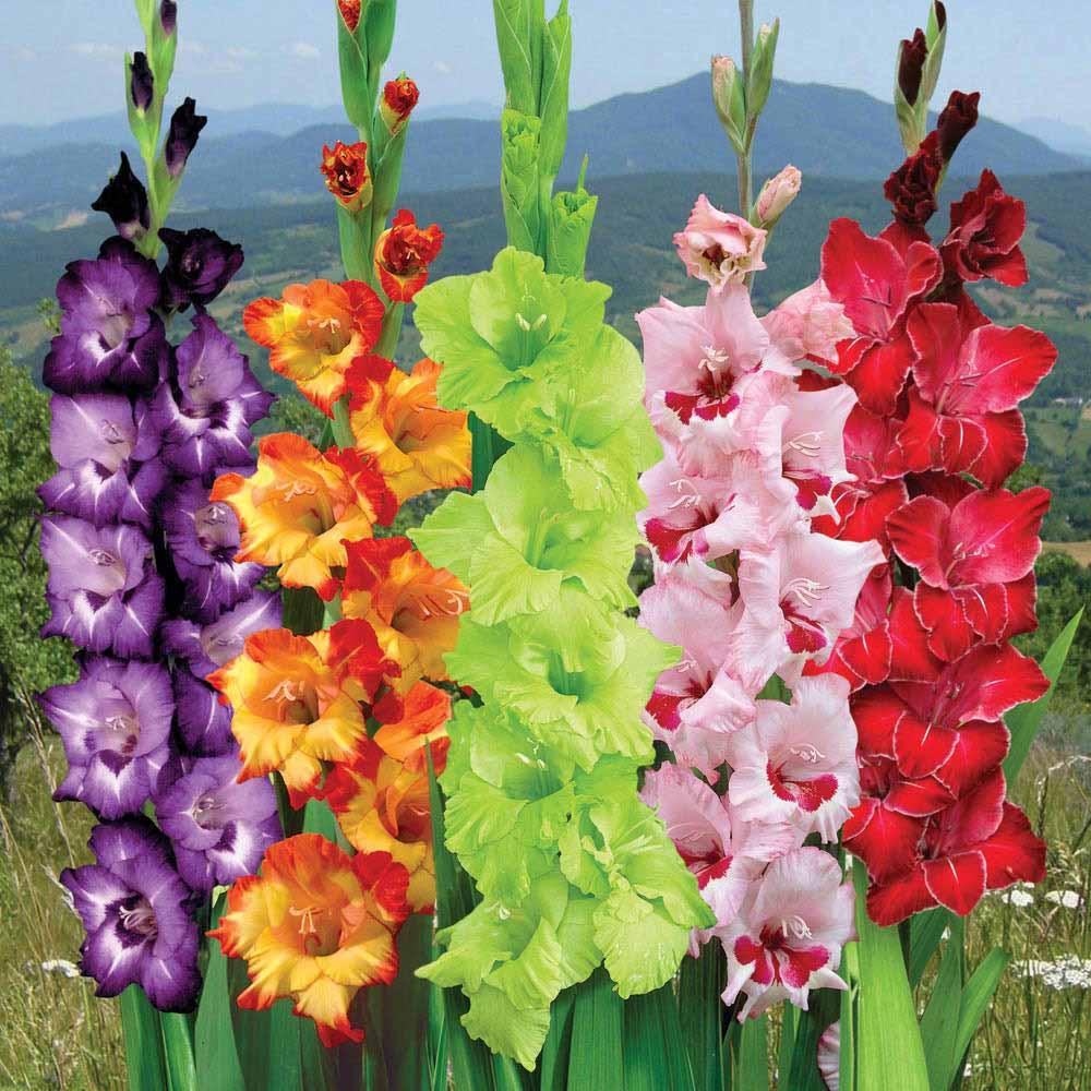 1000x1000px Gladiolus 162.6 KB