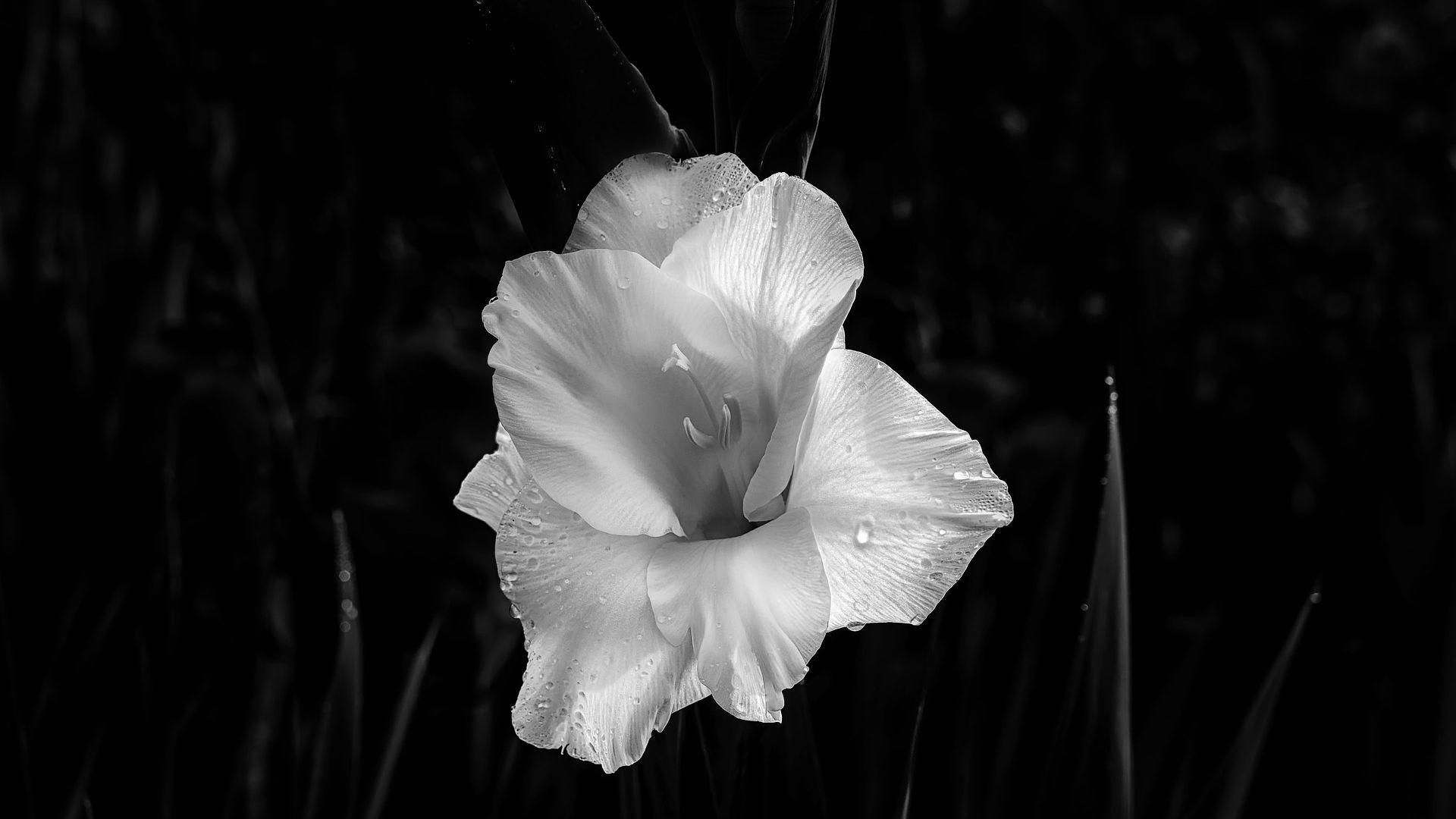 White Gladiolus Flower with Black Background Wallpaper