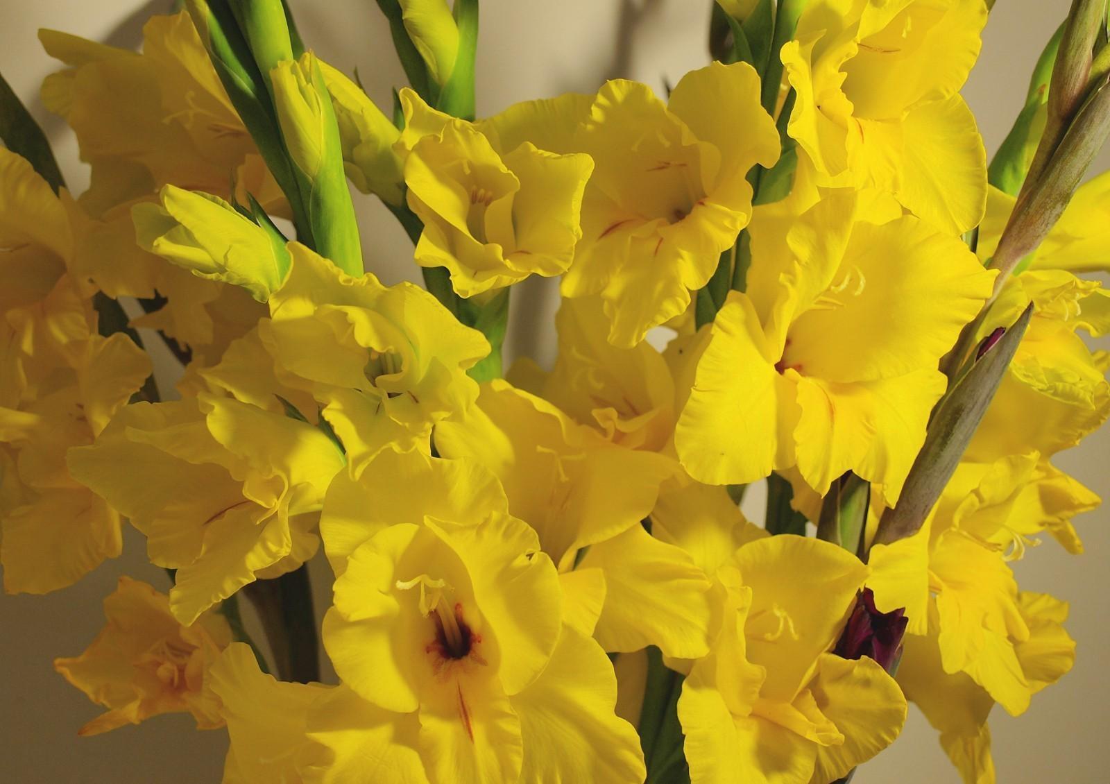 Download wallpaper 1600x1130 gladiolus, flowers, yellow, bouquet HD