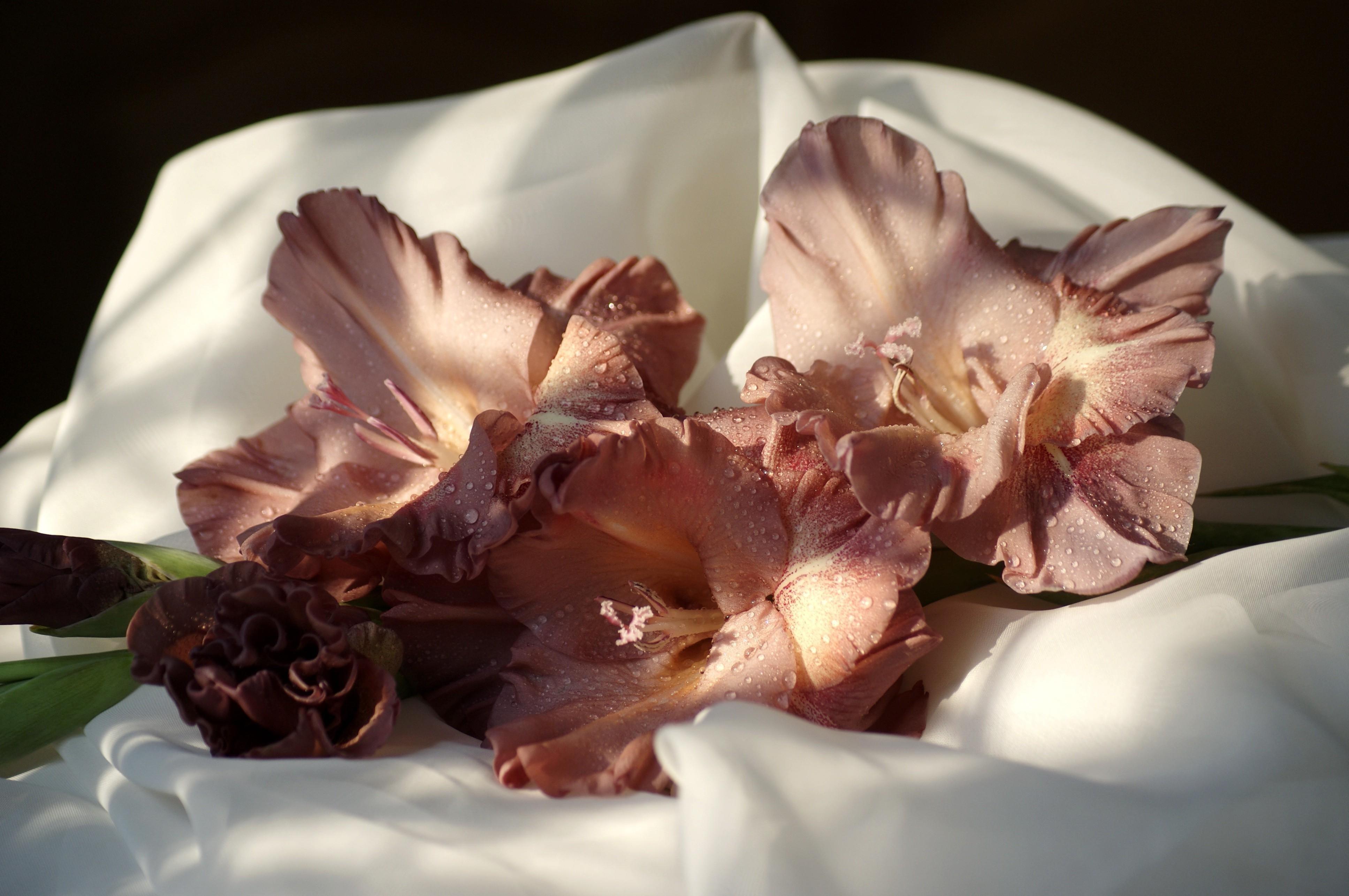 Gladiolus, Flowers, Drops, Fabric, Close Up Wallpaper And Background
