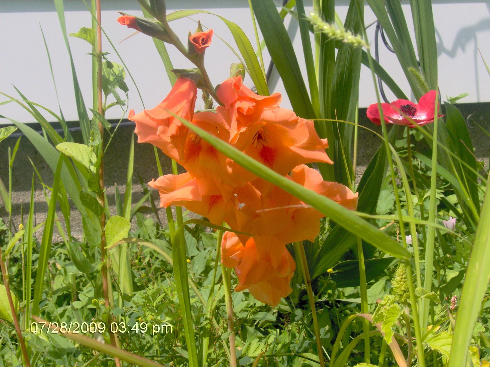 Flower Nature Glads Orange Gladiolus Flowers Wallpaper Quotes