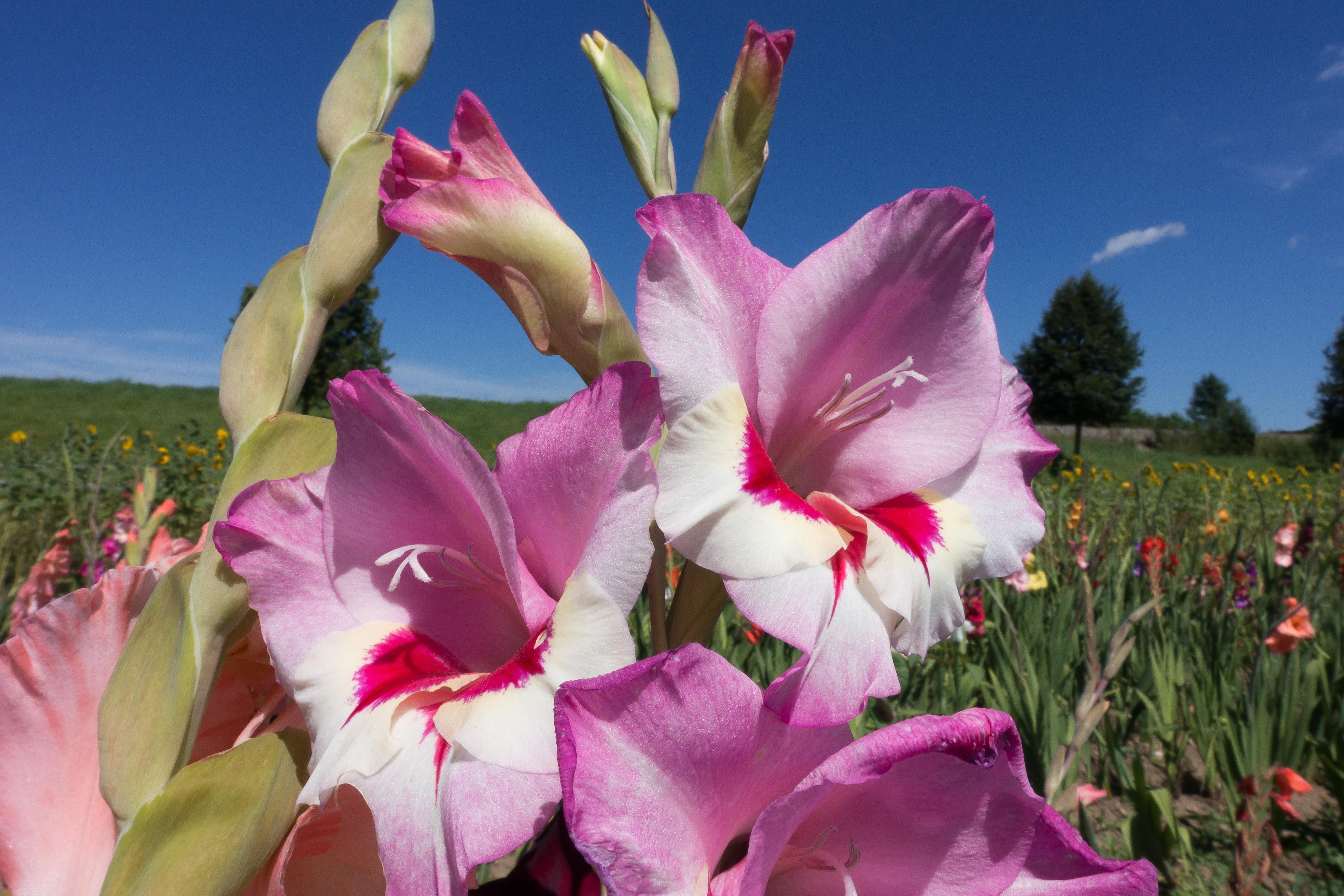 Sword Flower, Gladiolus, flower, pink color free image