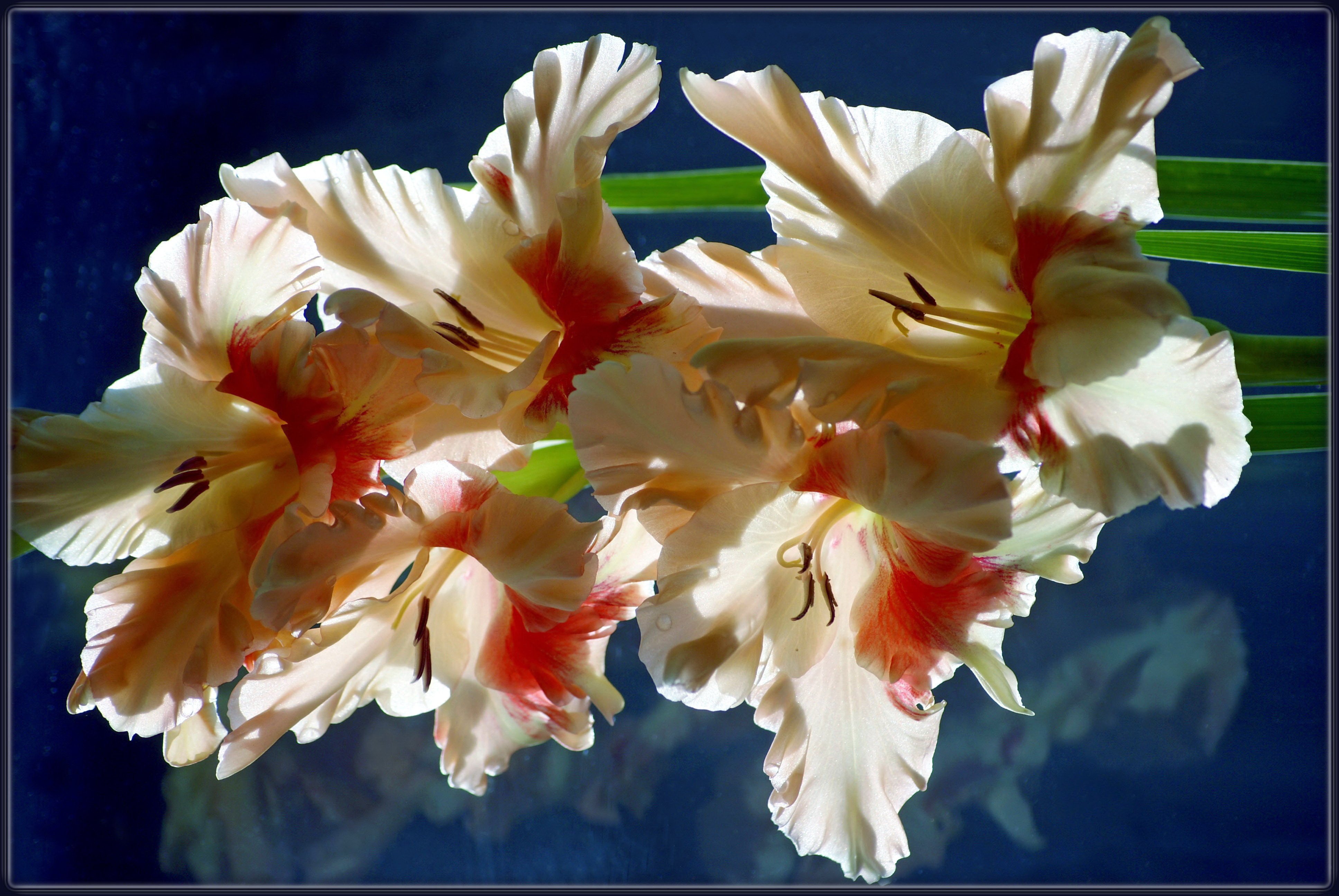 Красивые гладиолусы фото. Гладиолус Старфайтер. Гладиолус цветок. Гладиолус Bangladesh. Гладиолус Солар флейр.