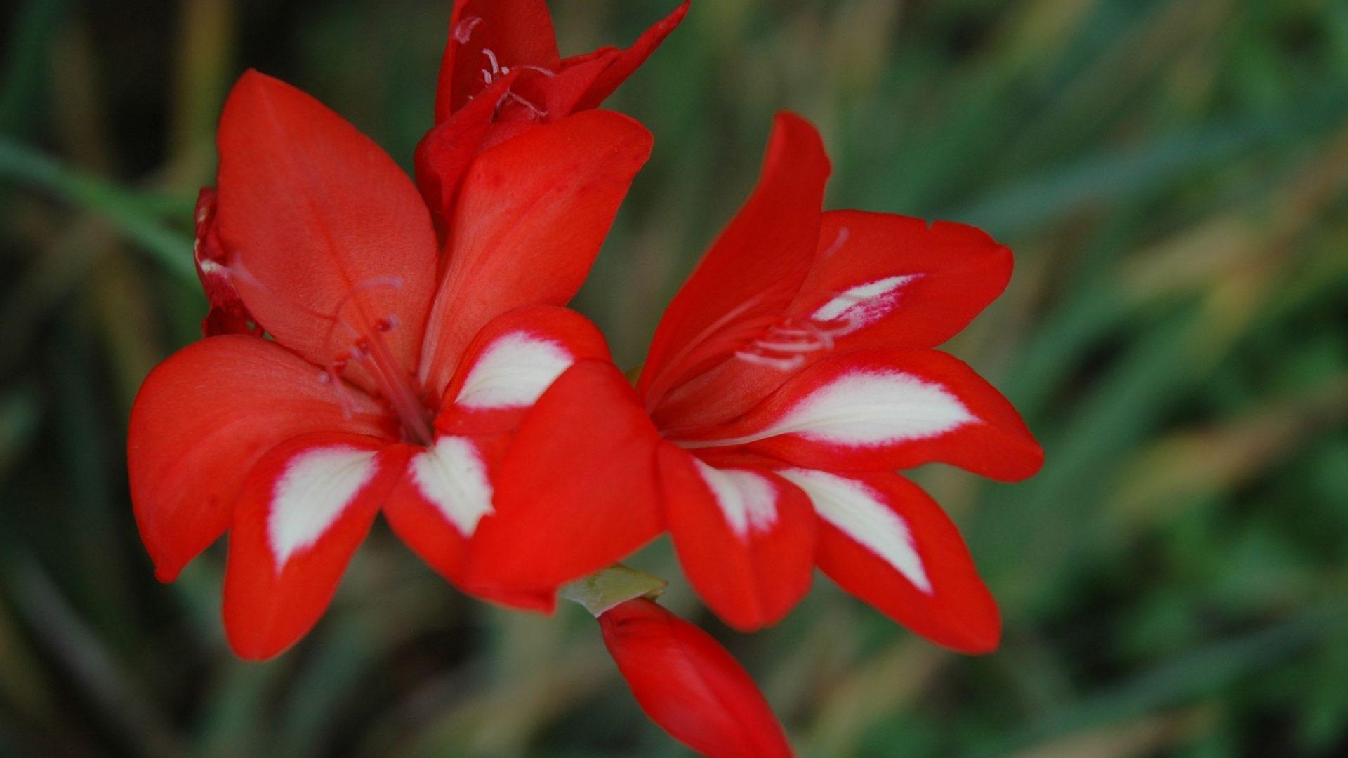NatBG.com: Gladiolus Cardinalis Colors White Blossoms Petals Red