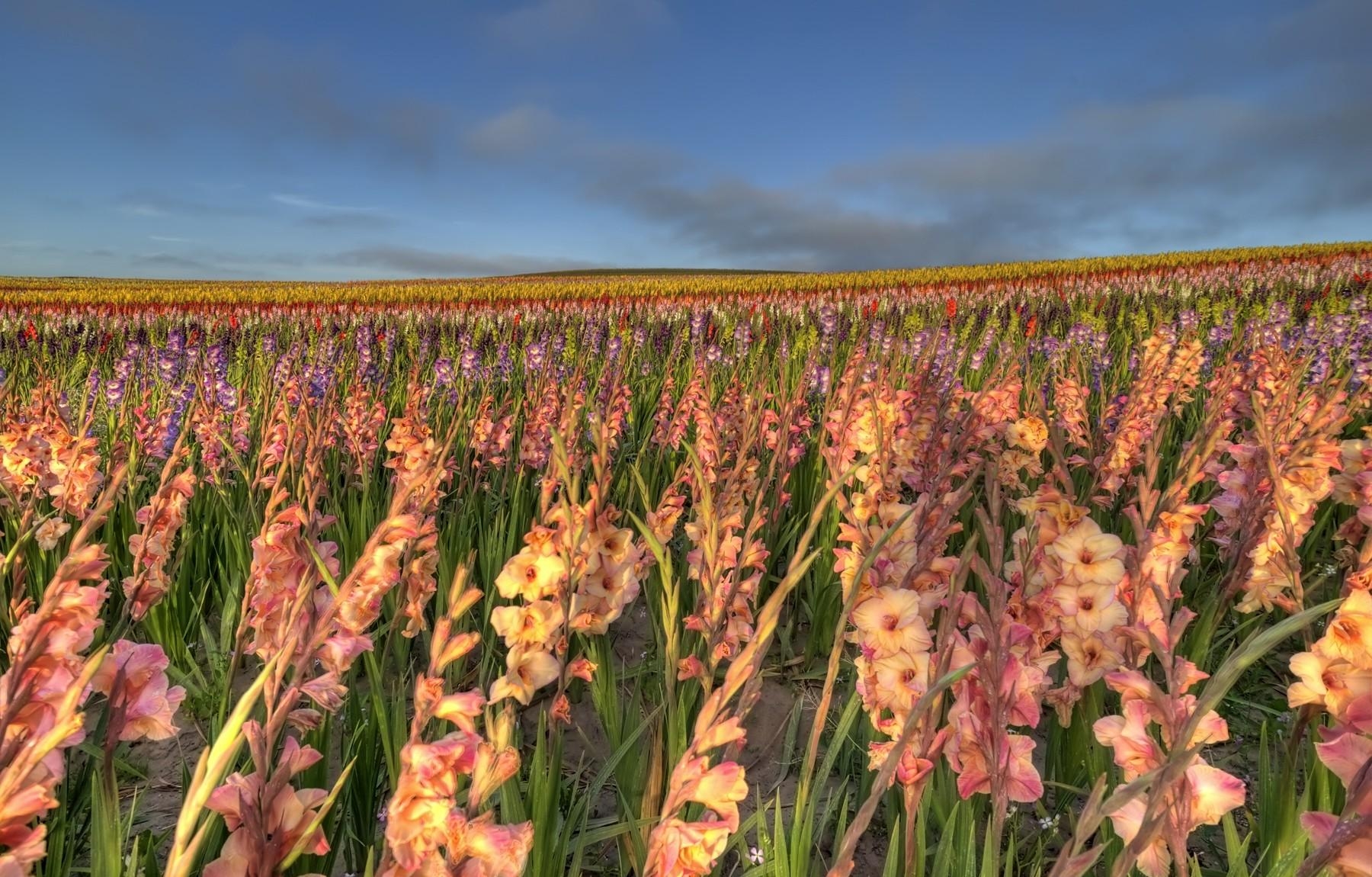 Download wallpaper 1800x1150 gladiolus, flowers, field, sky, horizon