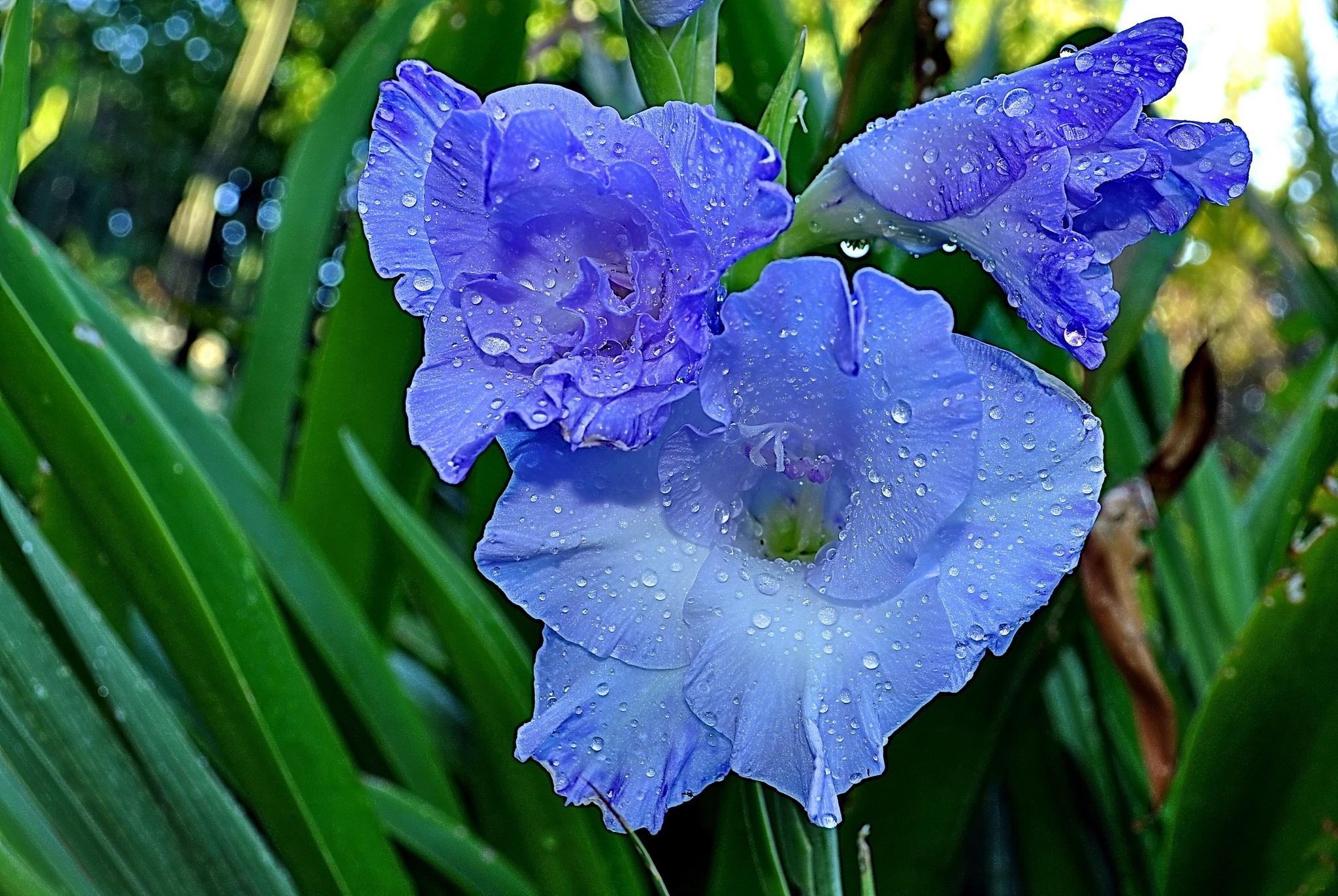 Flowers: Drops Flower Flowers Gladiolus Color Blue Nature As Desktop