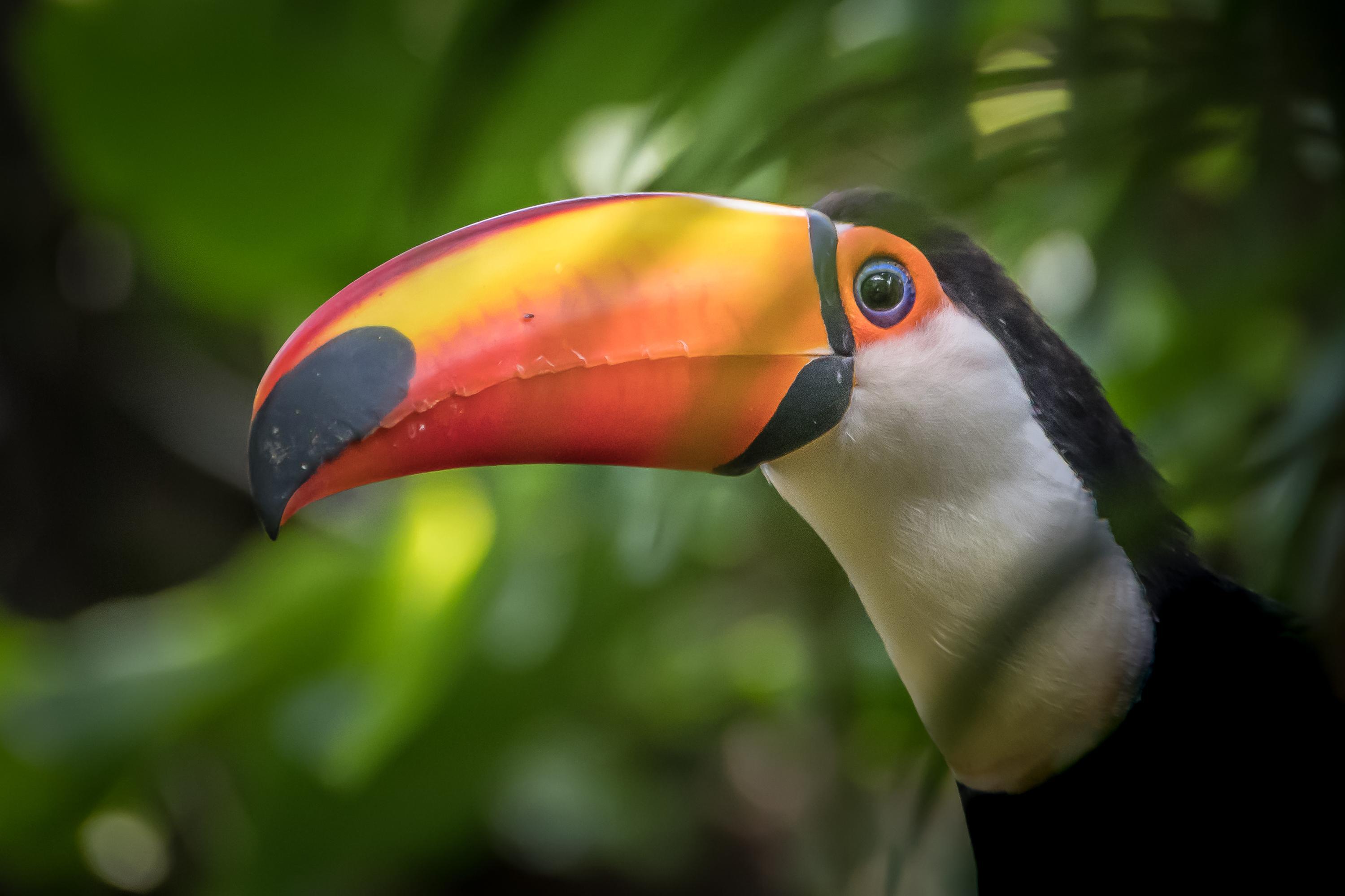 Wallpaper Toco toucan, HD, Animals