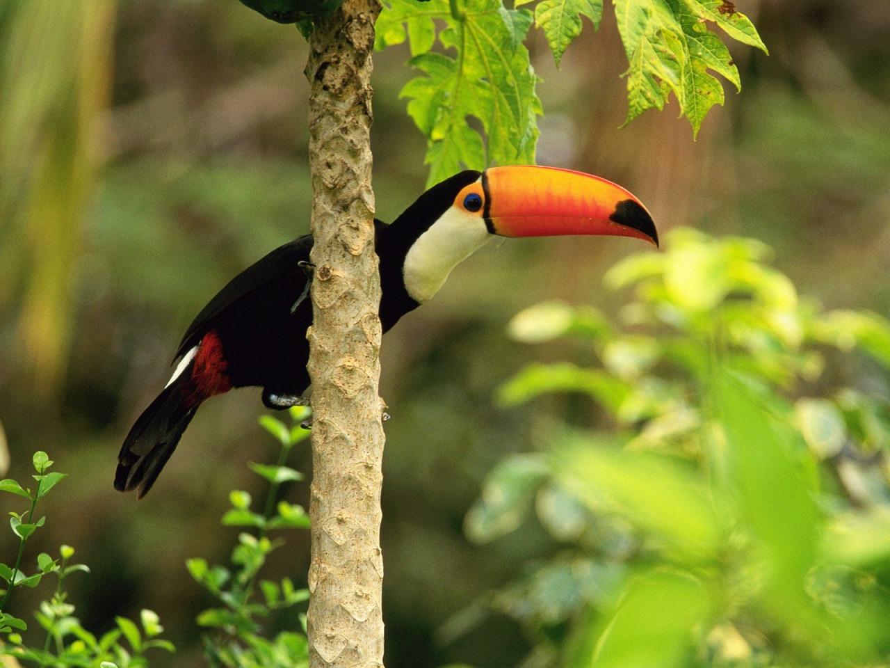 Toco Toucan Wallpaper Birds Animals Wallpaper in jpg format