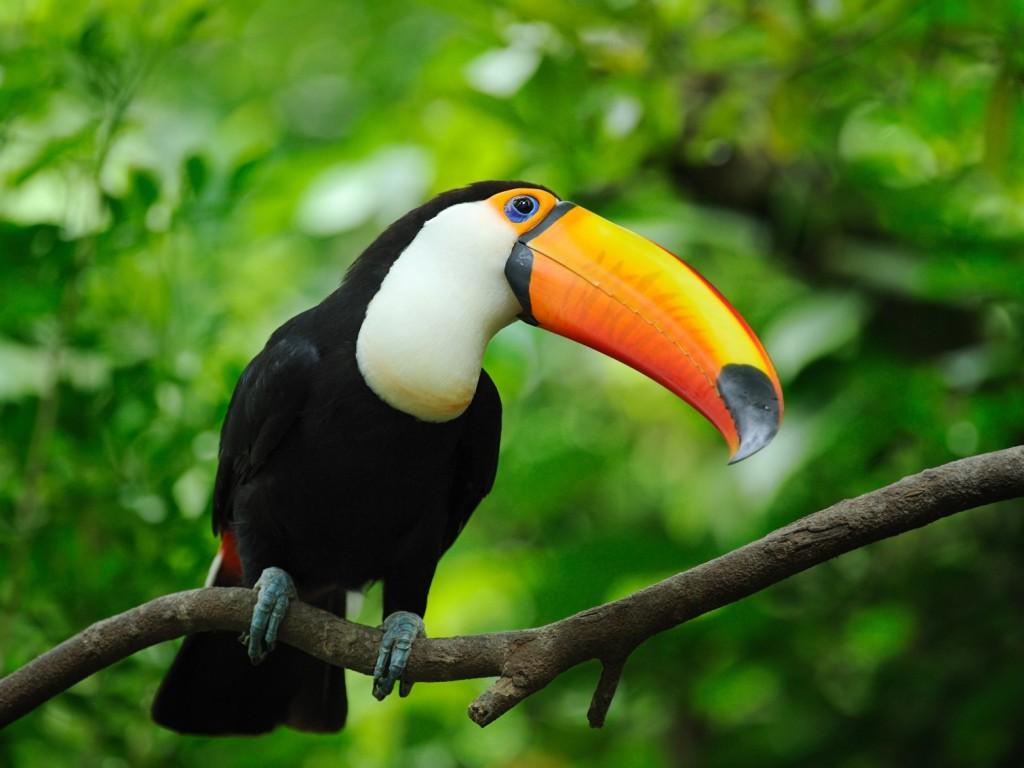 Toucan Wallpaper High Quality