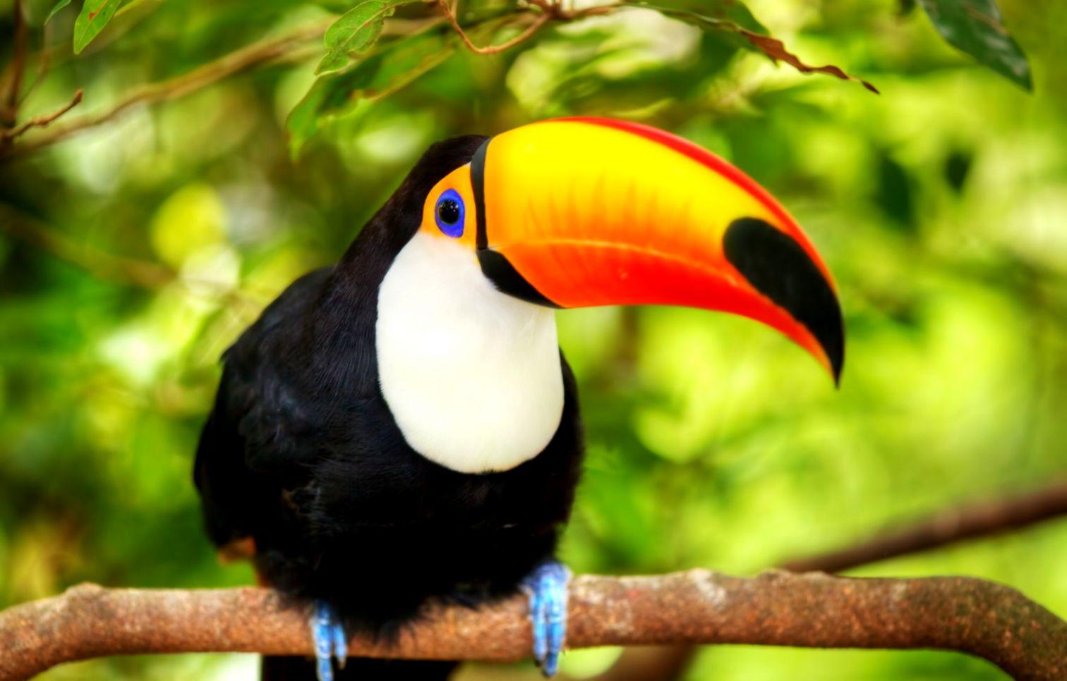 Bird Toucan HD Wallpaper