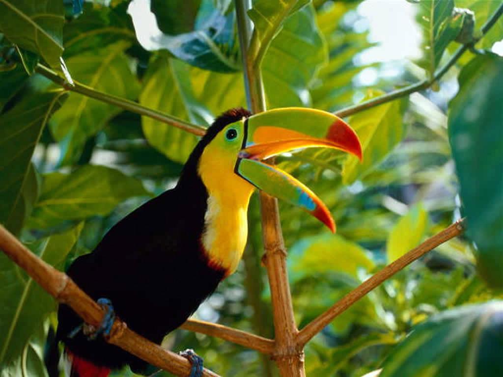 Toucan Bird Pics Desktop Free HD Wallpaper Download