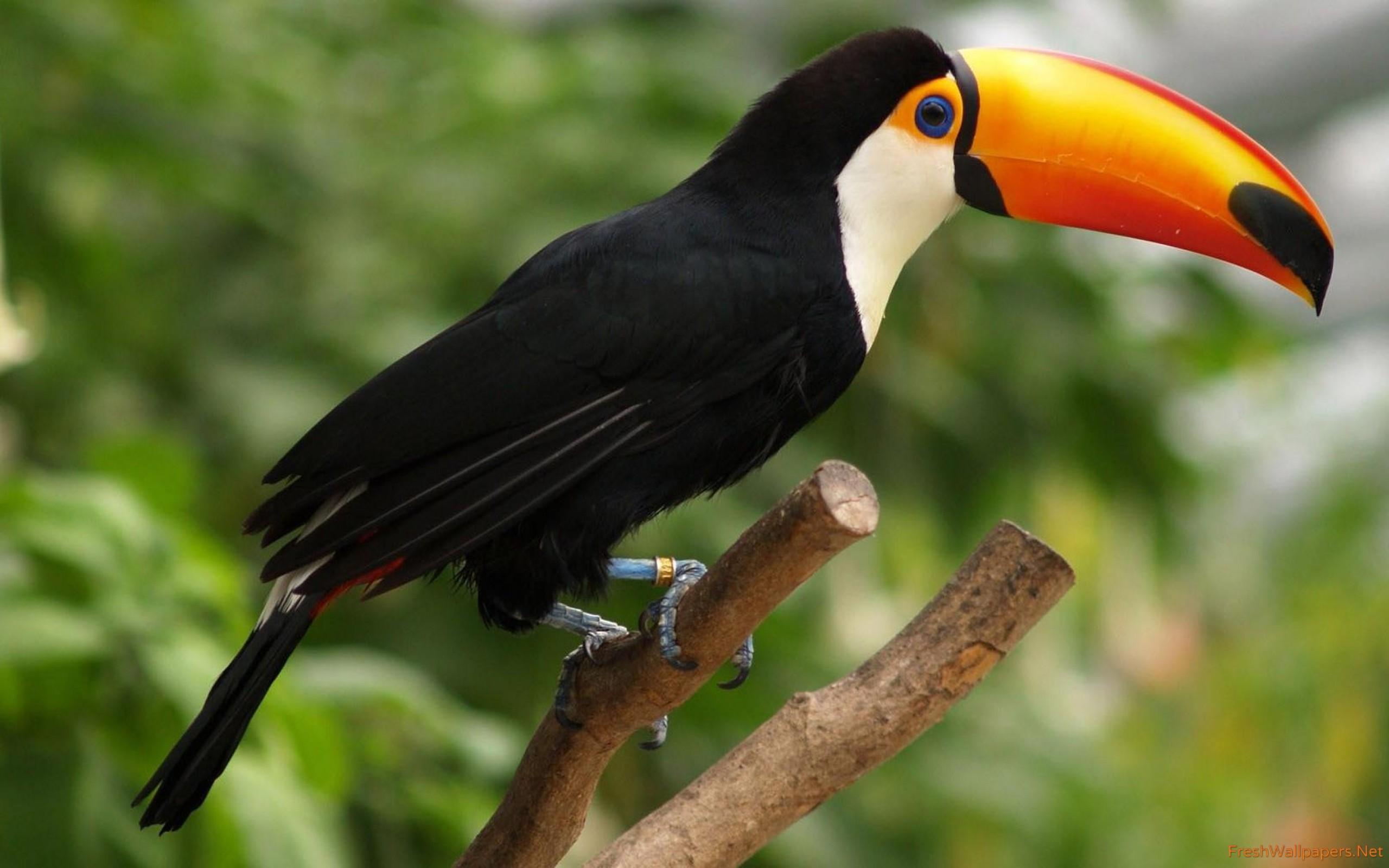 Toucan Wallpaper Images  Free Download on Freepik