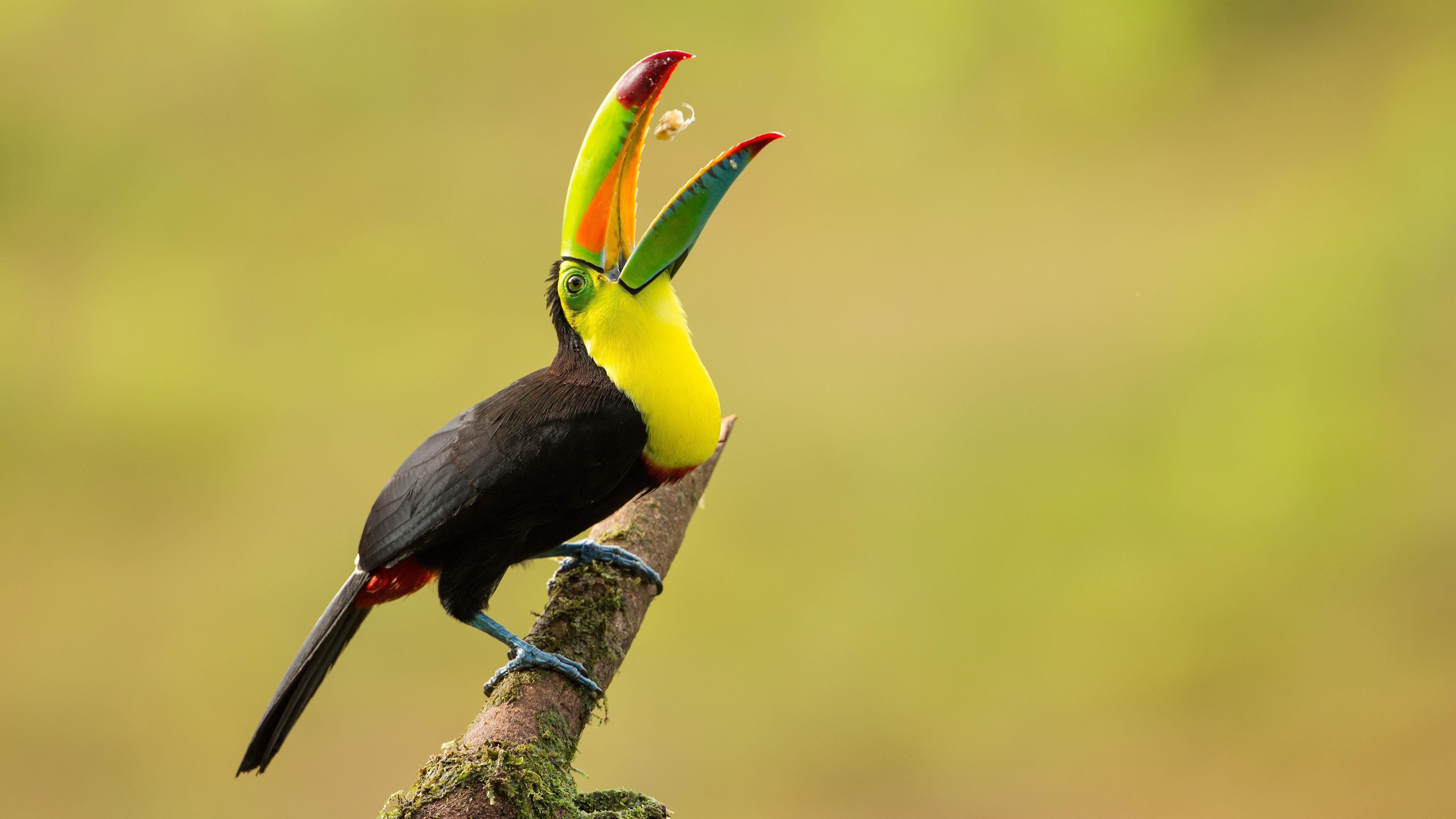 Keel Billed Toucan 5k Retina Ultra HD Wallpaper. Background Image