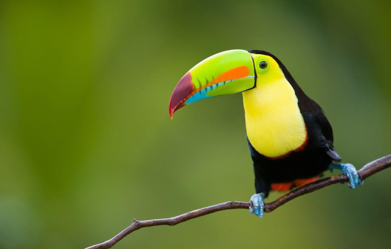 Wallpaper nature, tropics, background, bird, jungle, Toucan, animals