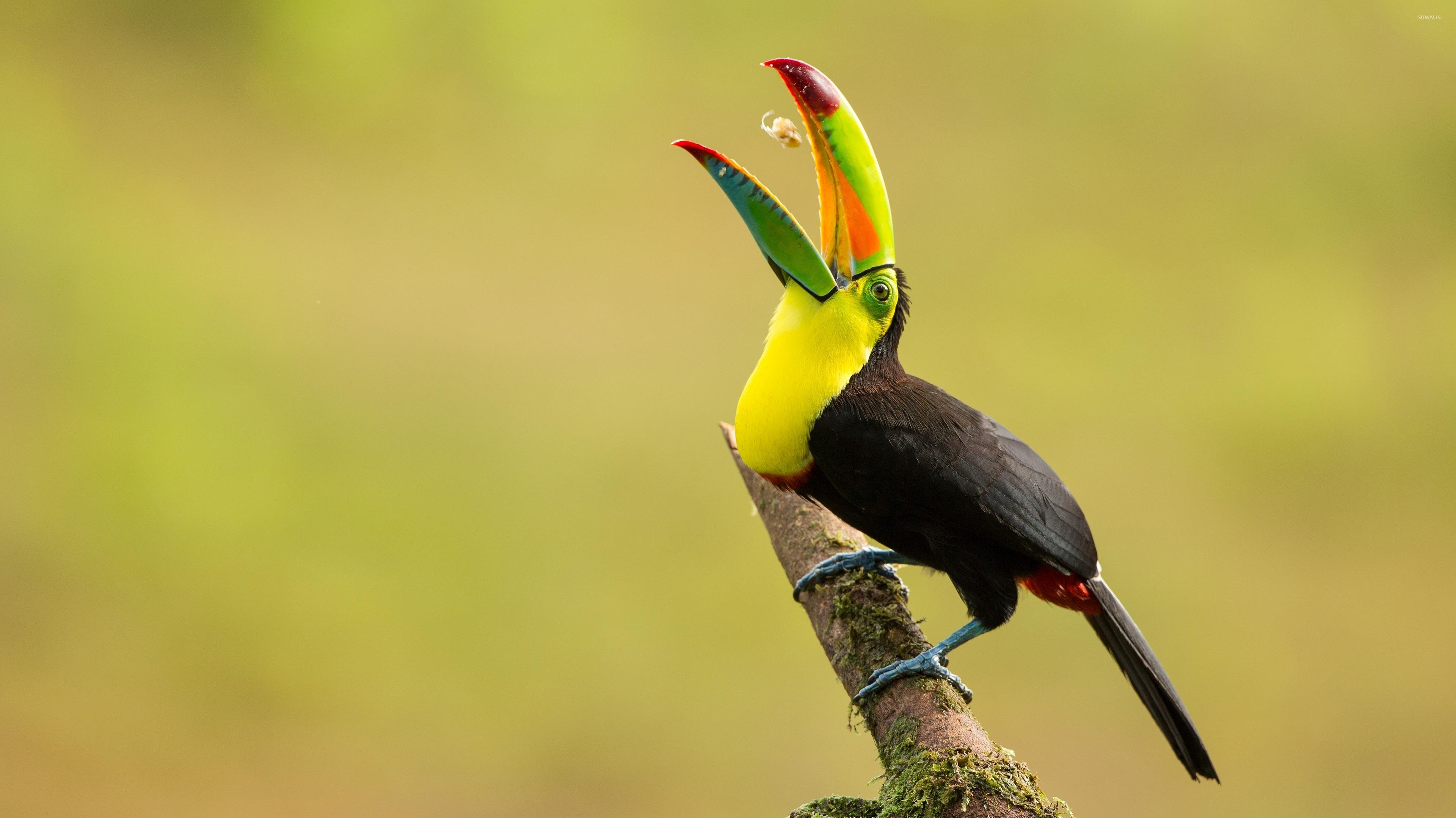 Toucan Wallpaper 17 X 2160