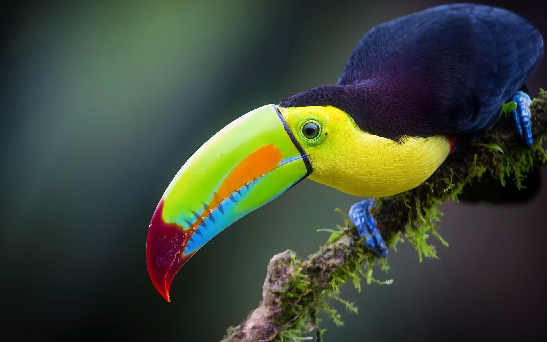 Wallpaper Iridescent Toucan, jungle, bird 1920x1200 HD Picture, Image