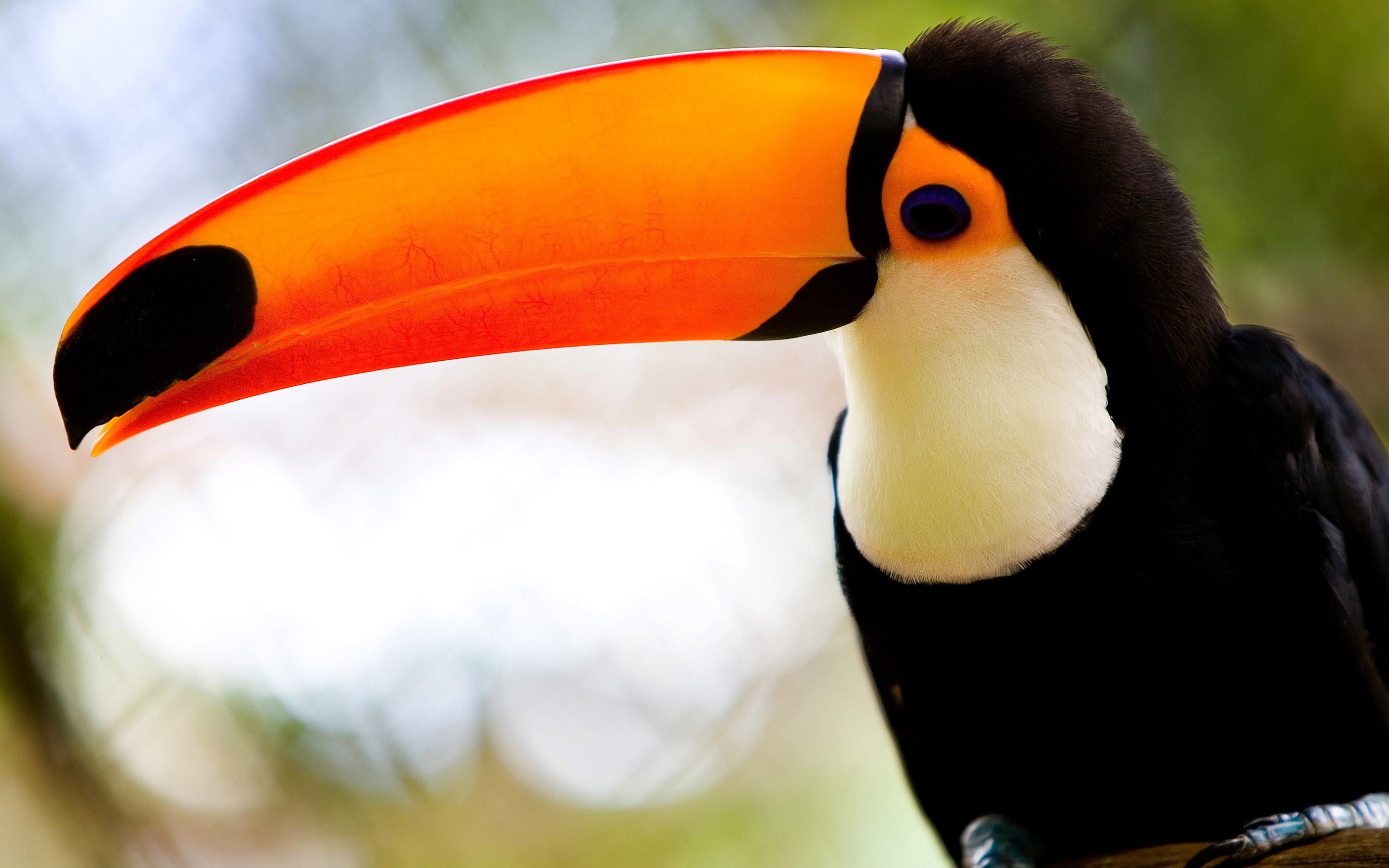 toucan bird cool Desktop Wallpaperk HD