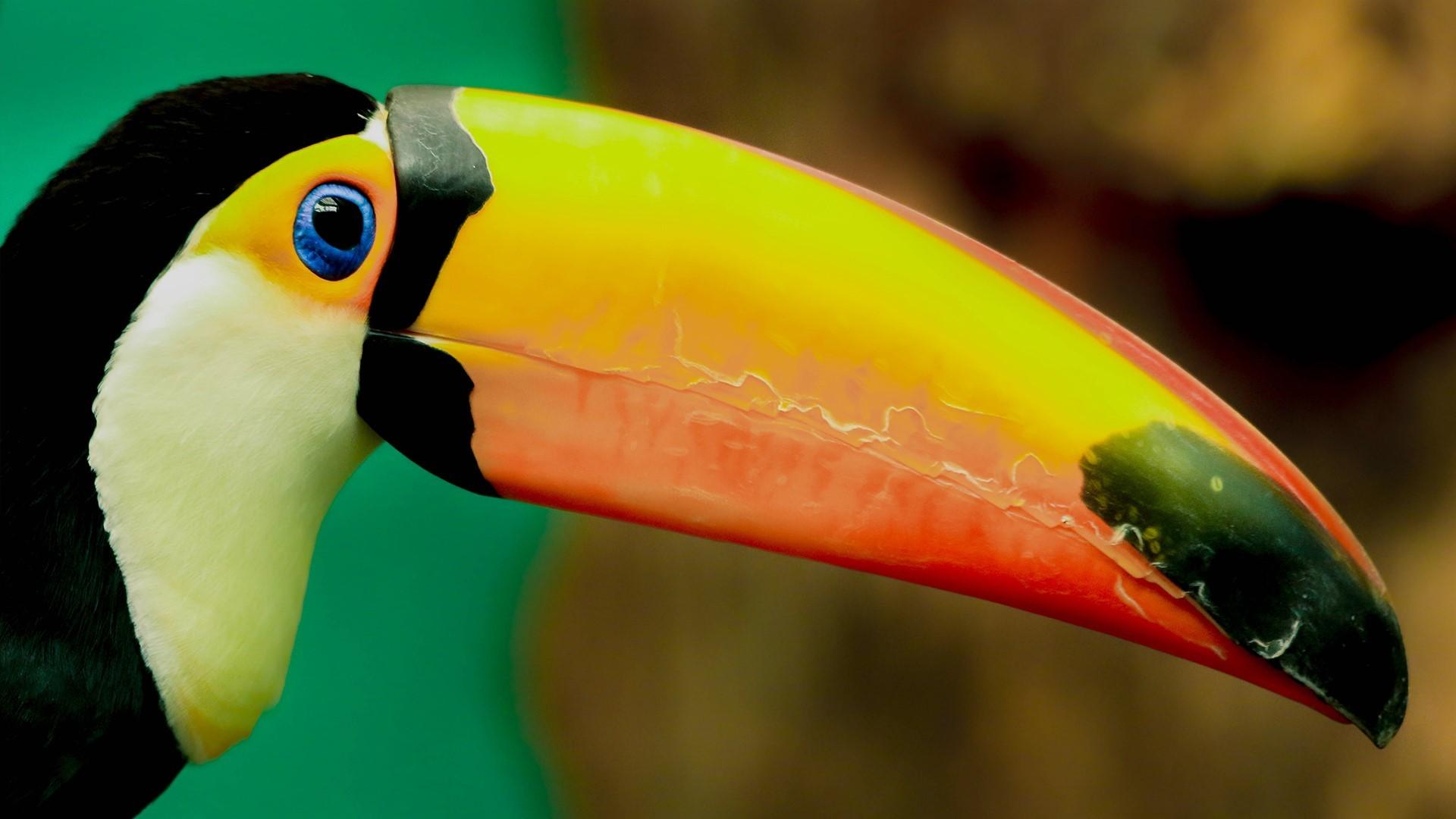 Toucan Wallpaper