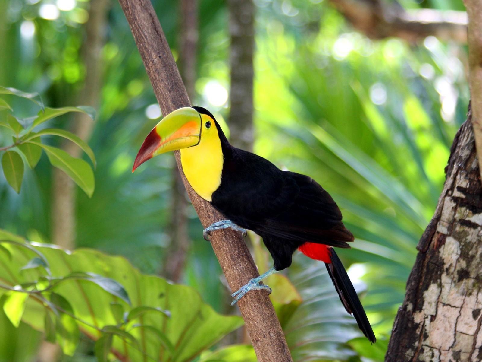 Toucan Bird Forest 1600x1200 Resolution HD 4k Wallpaper