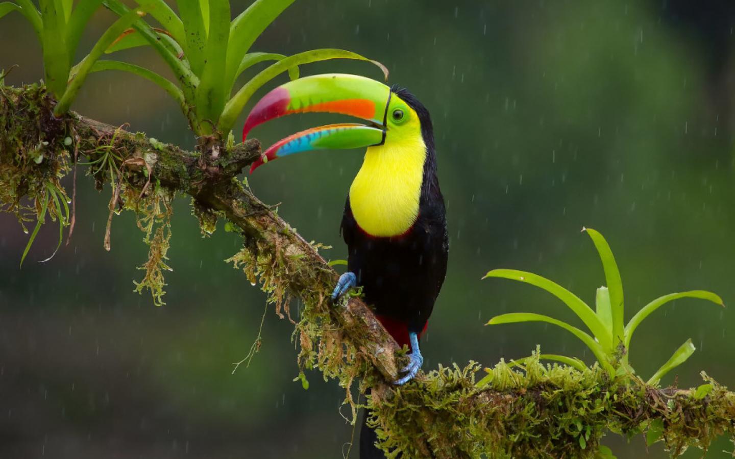 Toucan Wallpaper 4K (1024x576)