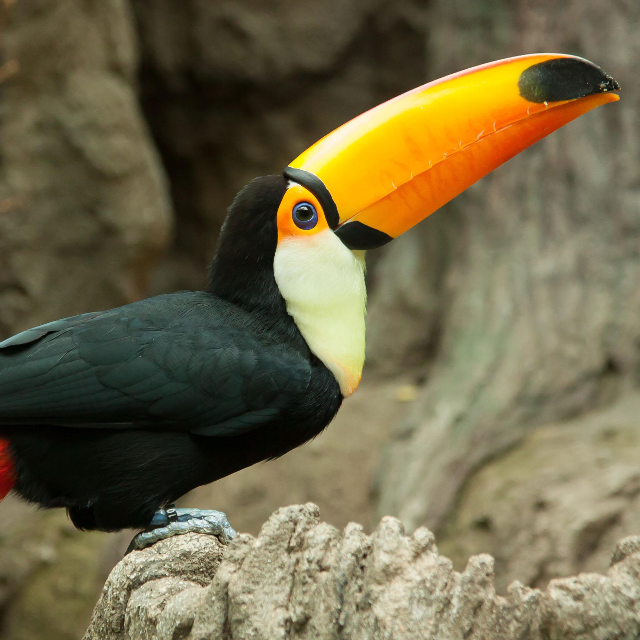 Toucan Wallpapers - Wallpaper Cave